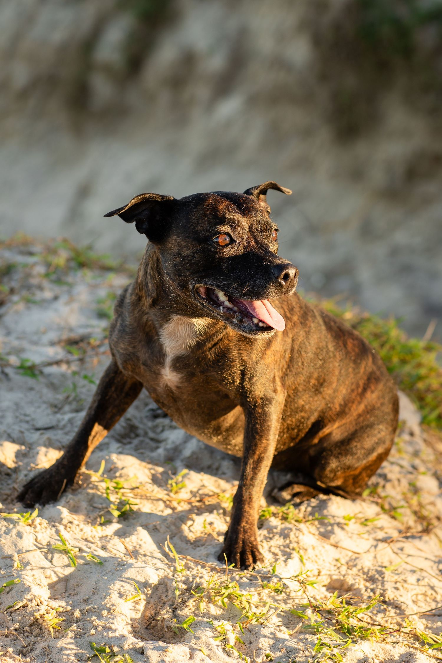 A brown dog playing and having fun in the sand at golden hour.Family photography cabarita New South Wales Cabarita headland
