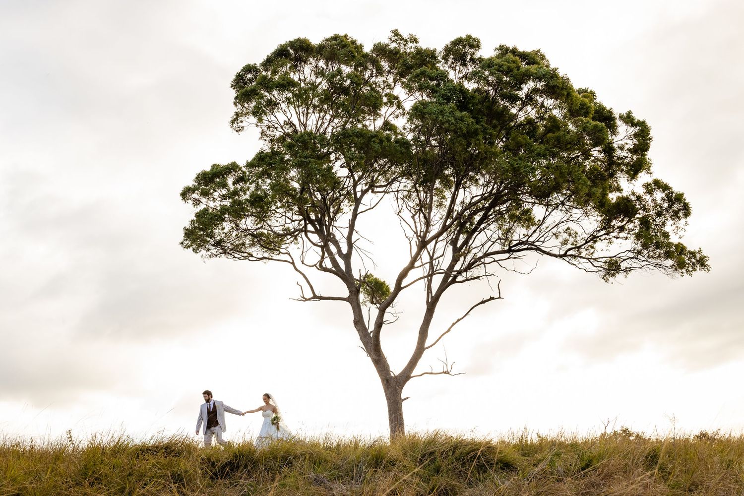 Silhouettes of trees on a hilltop against cloudy sky create romantic wedding backdrop.The barrow restaurant mount Nathan wedding