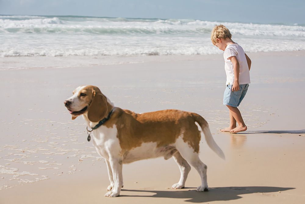 A beagle dog and a young child playing together on a sandy beach with ocean waves in the background.