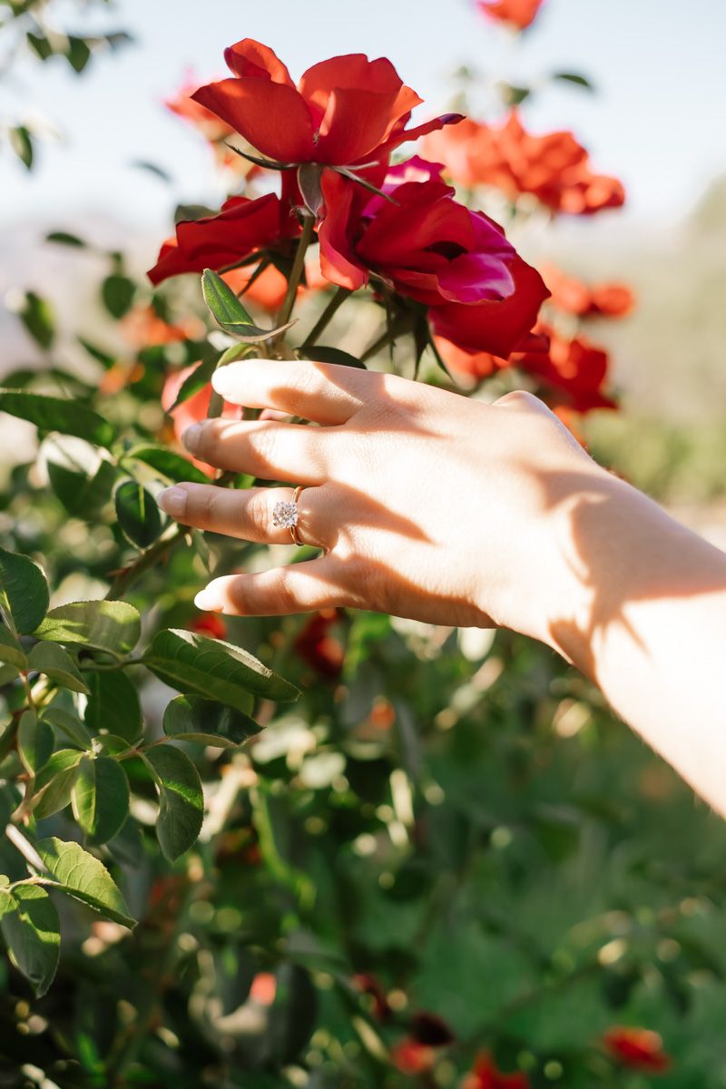 Close-up of a hand with an engagement ring touching red roses in a garden.