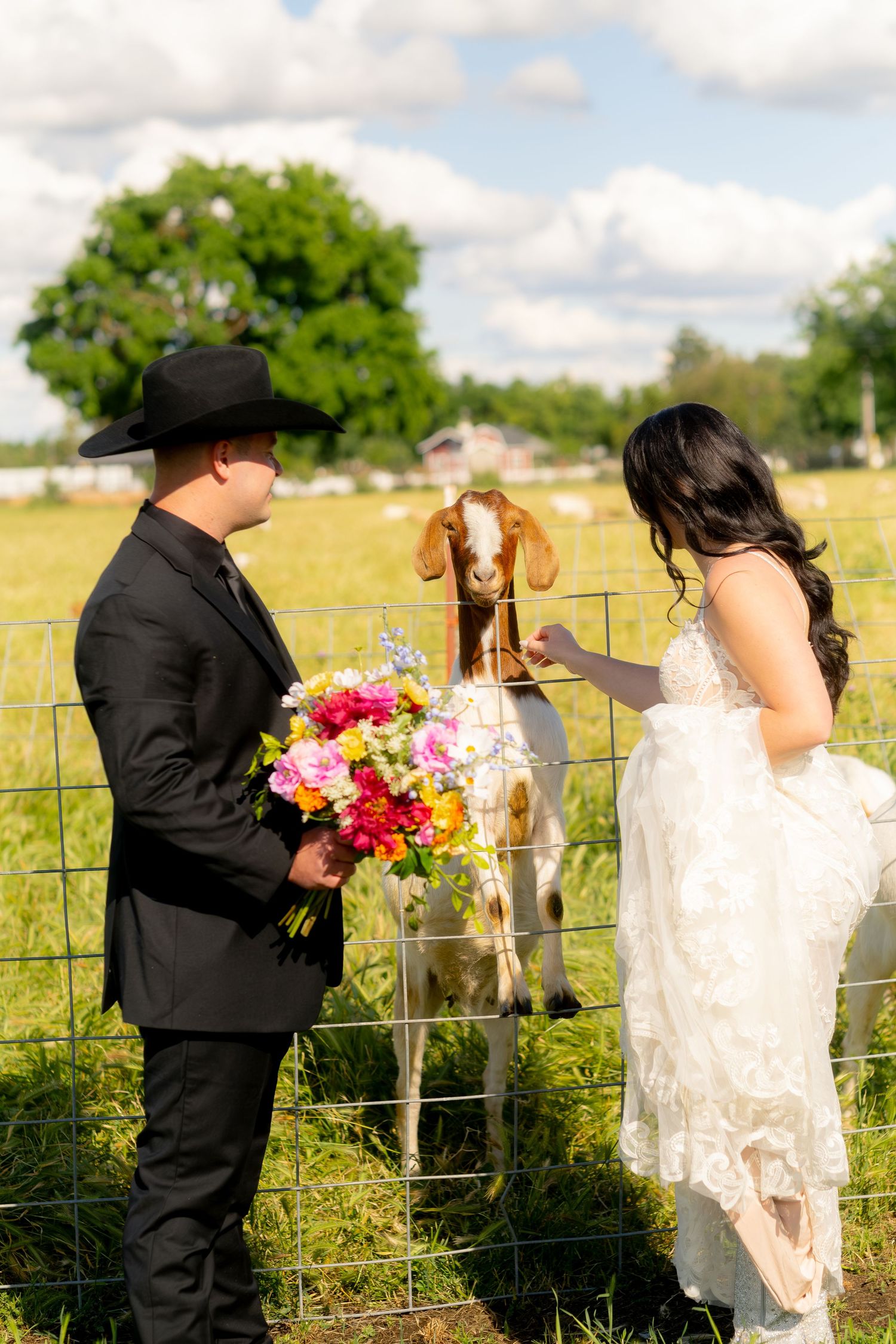 Groom in black suit and cowboy hat holds colorful bouquet as bride pets a goat at a farm wedding.