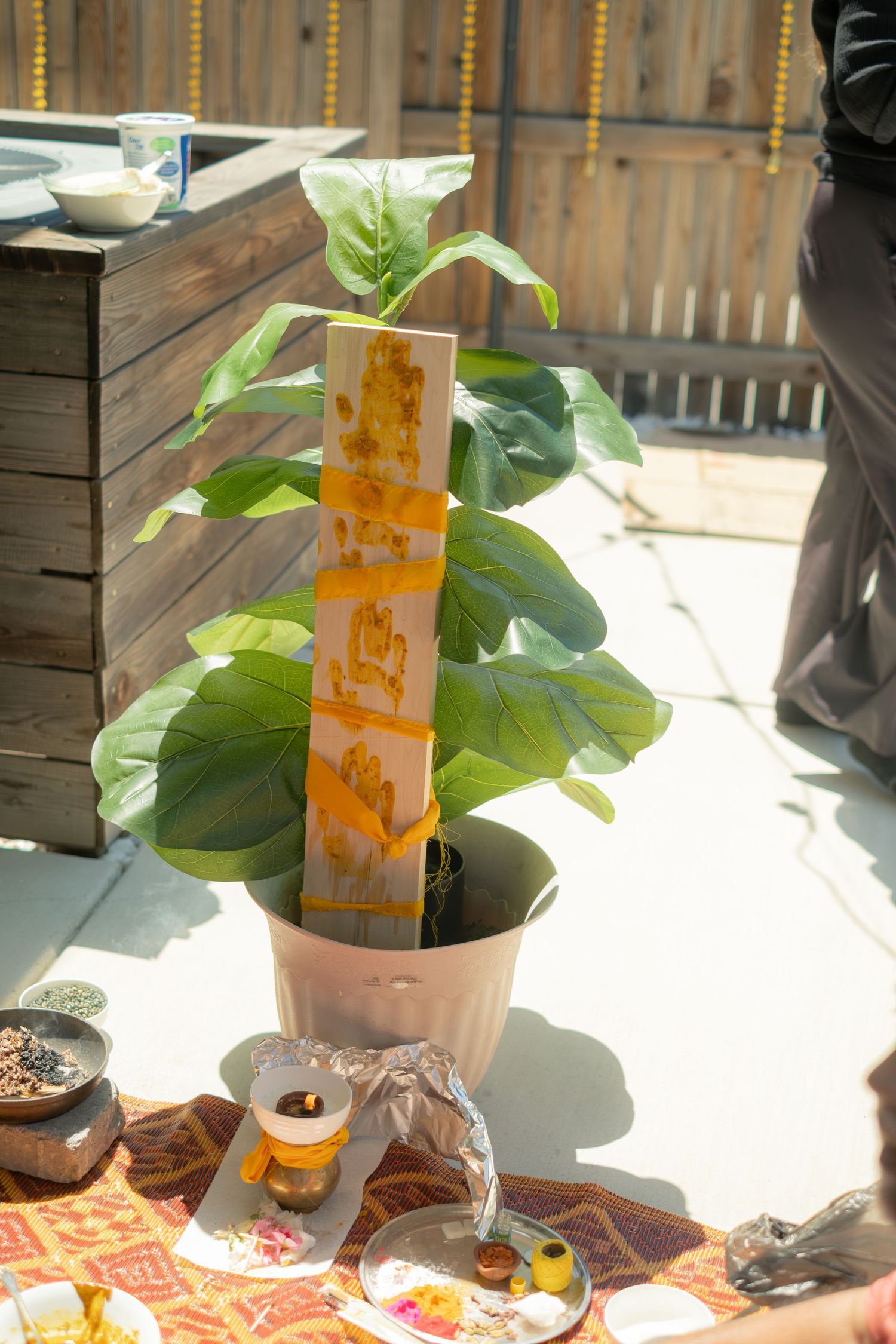 Potted fiddle leaf fig tree decorated with yellow Indian wedding signage surrounded by ritual offerings.