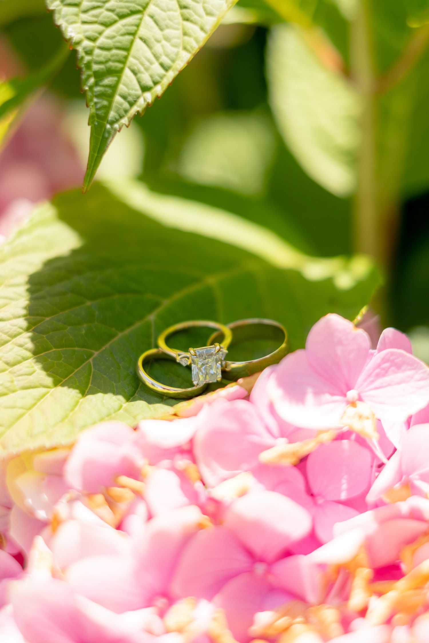 Gold wedding rings rest on pink hydrangea blooms surrounded by lush green leaves in a garden setting.