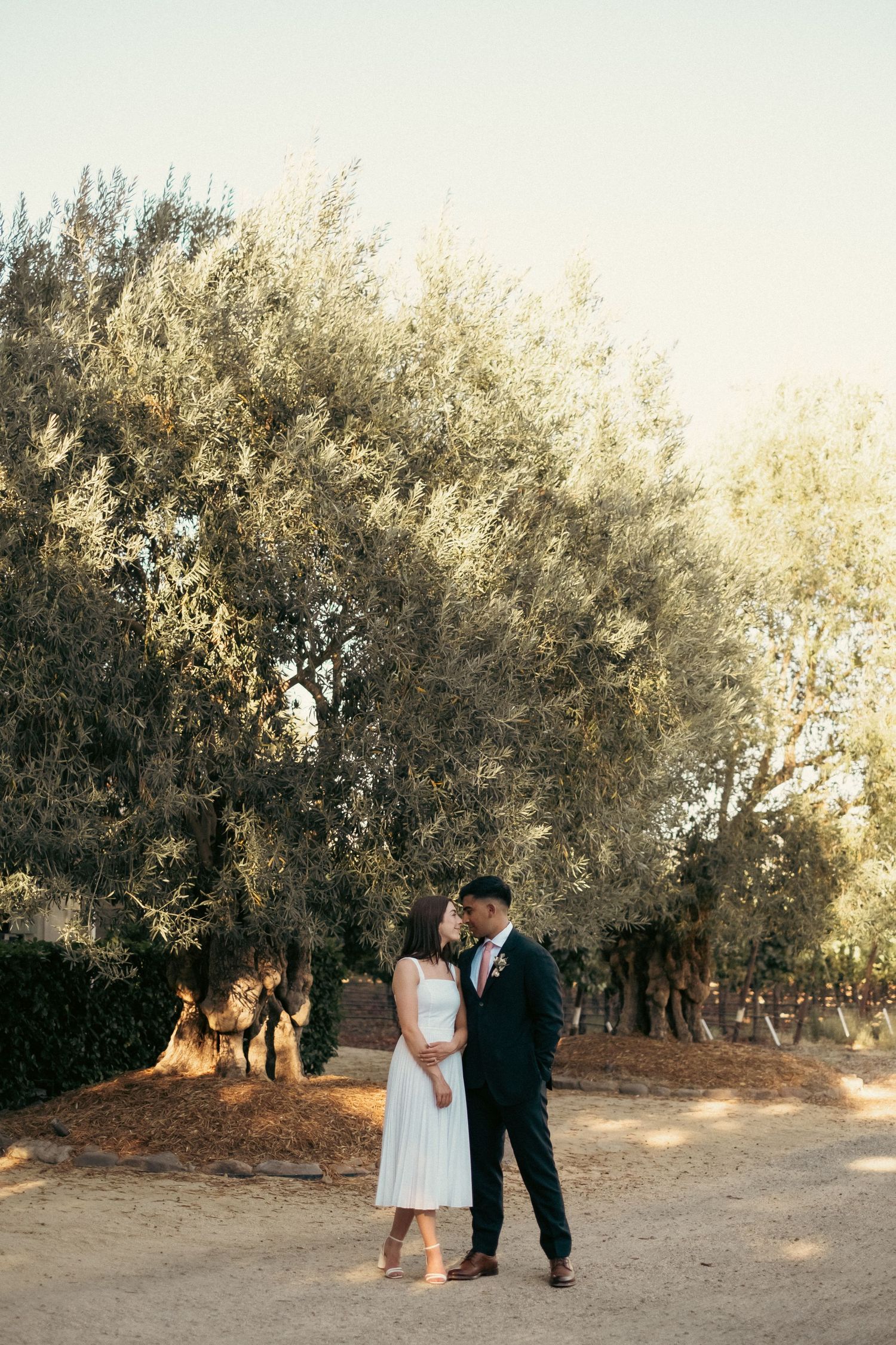Bride and groom standing together beneath large olive trees in warm golden afternoon light.