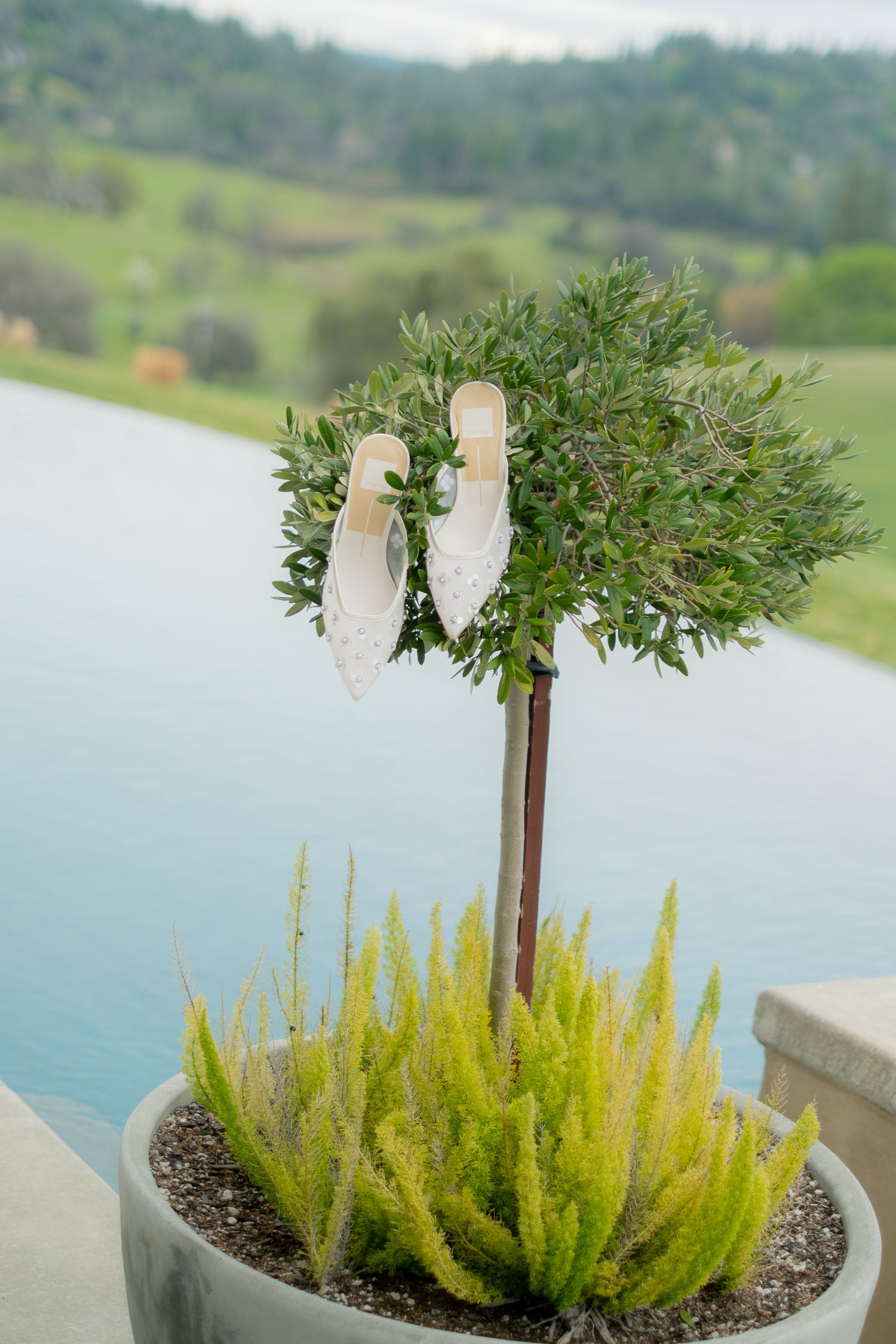White bridal heels hanging on a small potted topiary tree with a scenic waterfront backdrop.