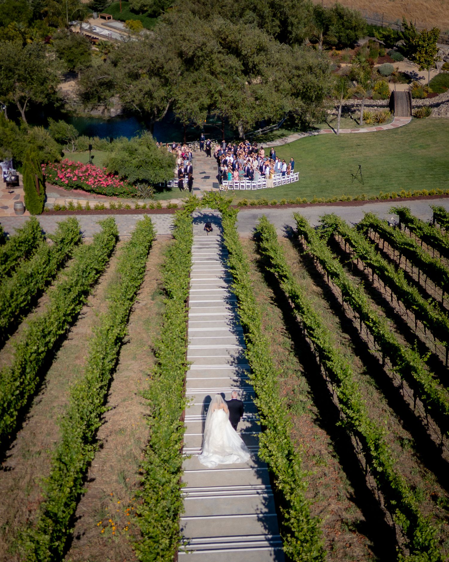 Aerial drone shot of bride and groom walking through vineyard rows toward wedding guests.