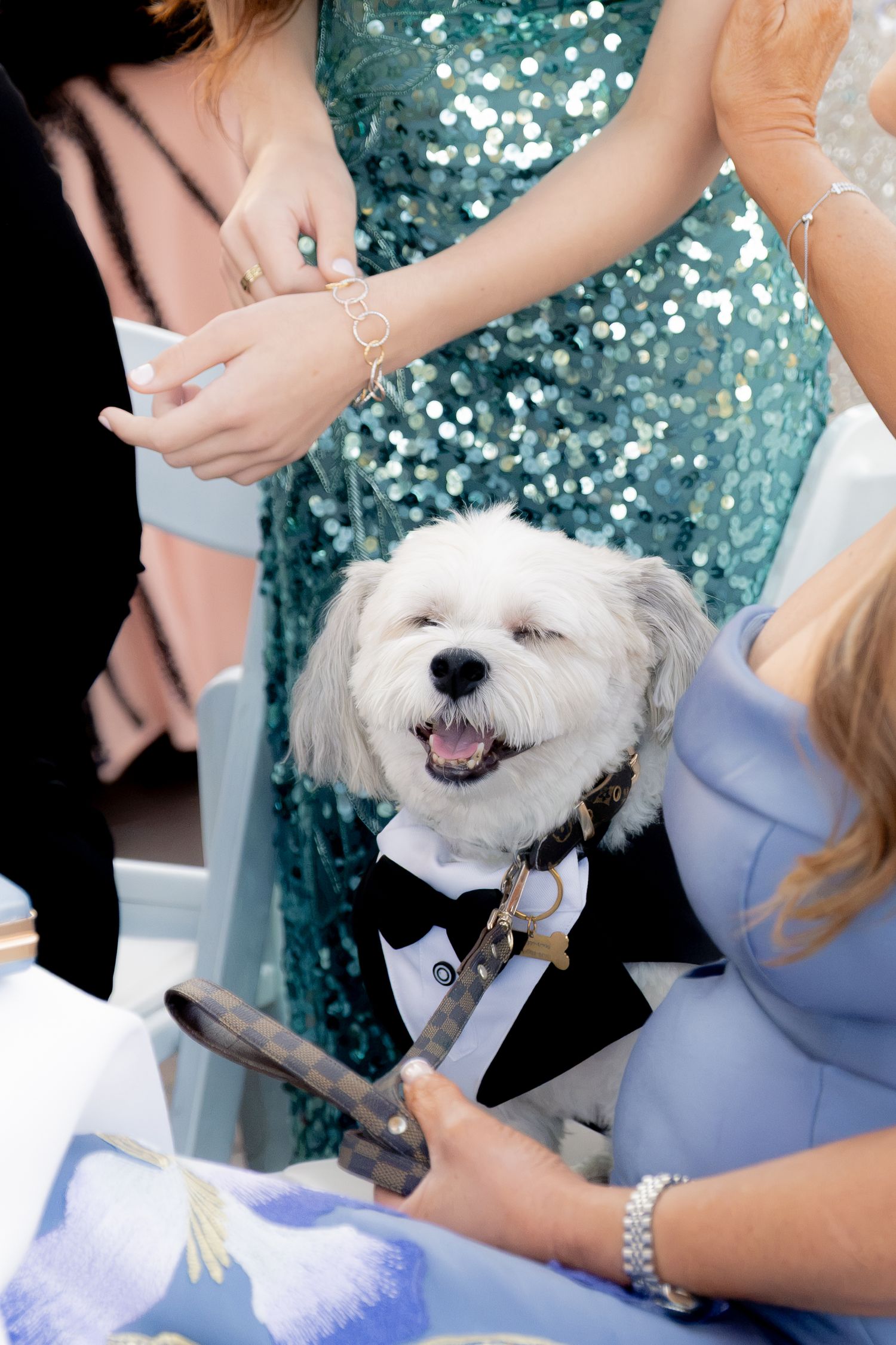 Adorable white dog dressed in a black tuxedo smiles happily while being petted by wedding guests in formal attire.