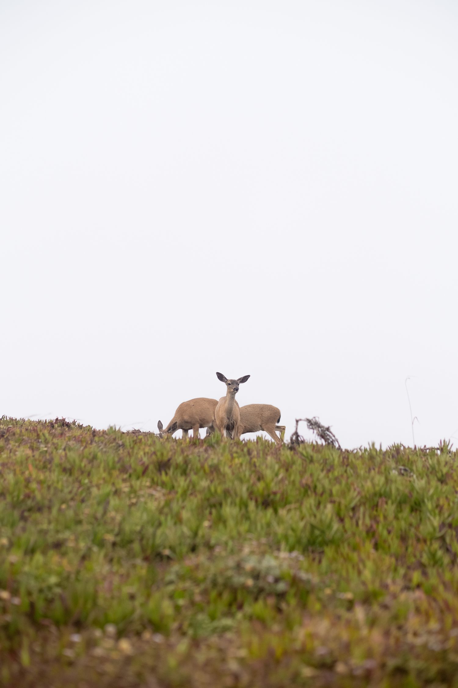 Two deer graze on a lush green hillside against a misty overcast sky in this wildlife photo.