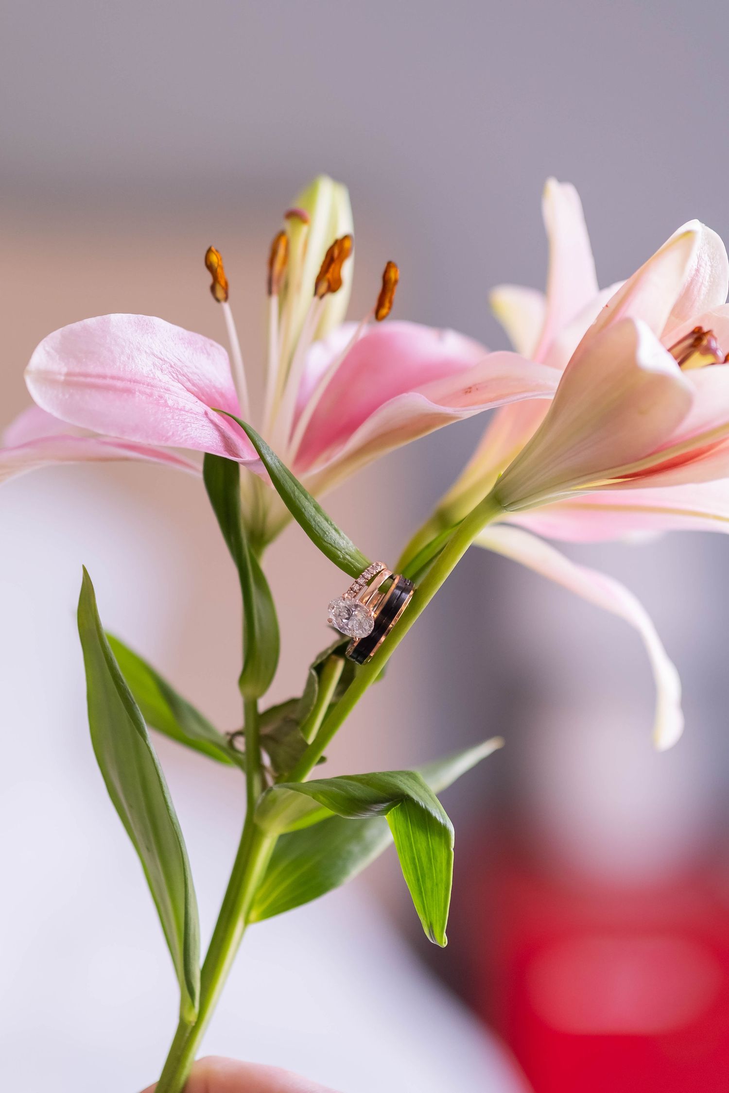 Pink lily flowers with a diamond engagement ring resting on the stem.