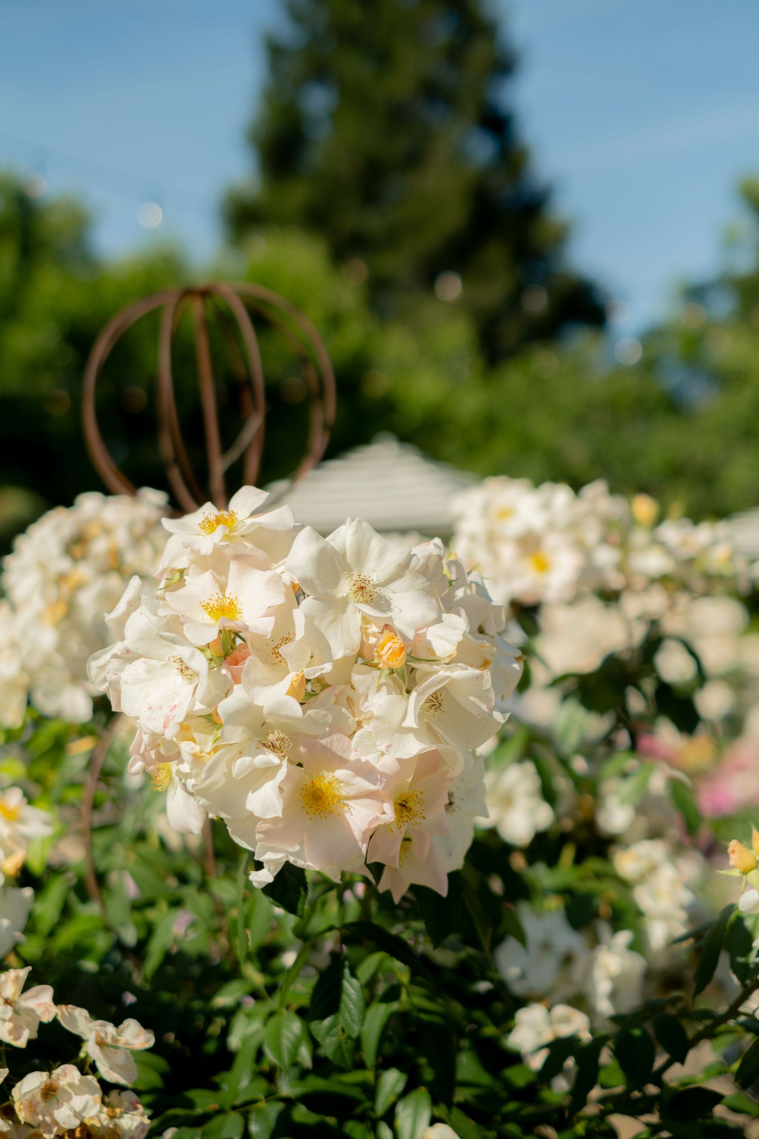 Close-up of delicate white garden roses blooming in outdoor wedding garden under blue sky.