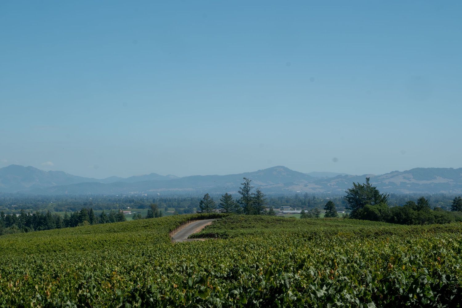 Lush green vineyard with a winding path, trees, and mountain range under a clear blue sky.