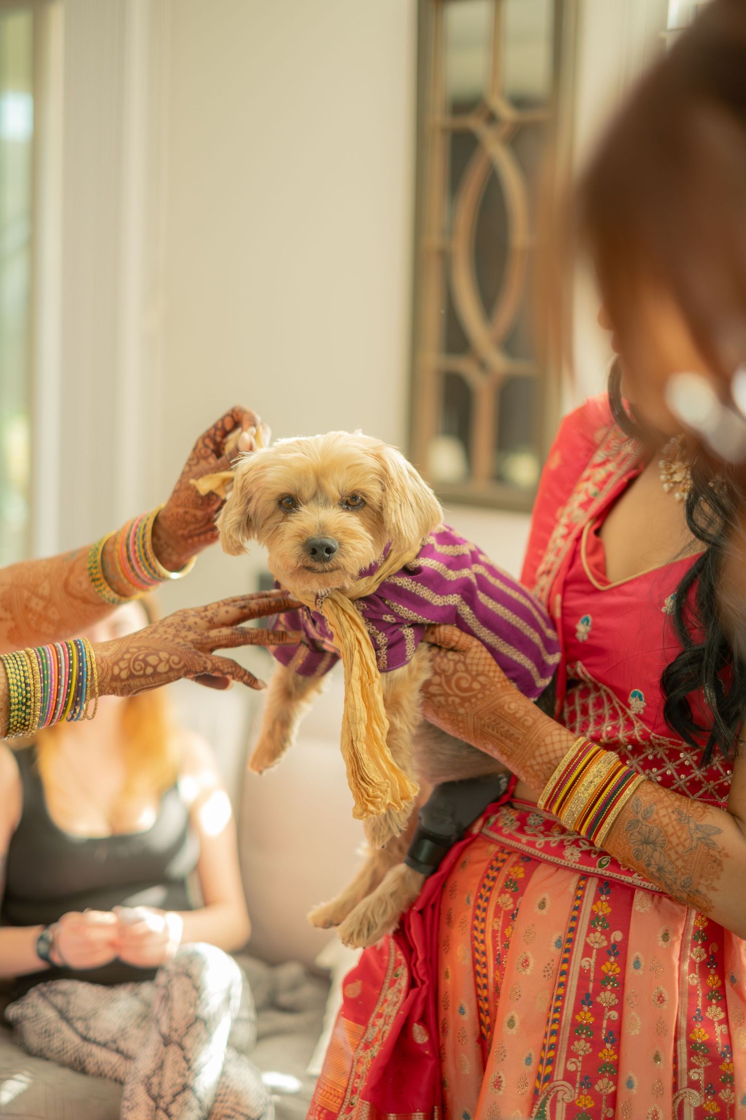 Small dog dressed in colorful Indian wedding attire held by bride with henna-adorned hands.