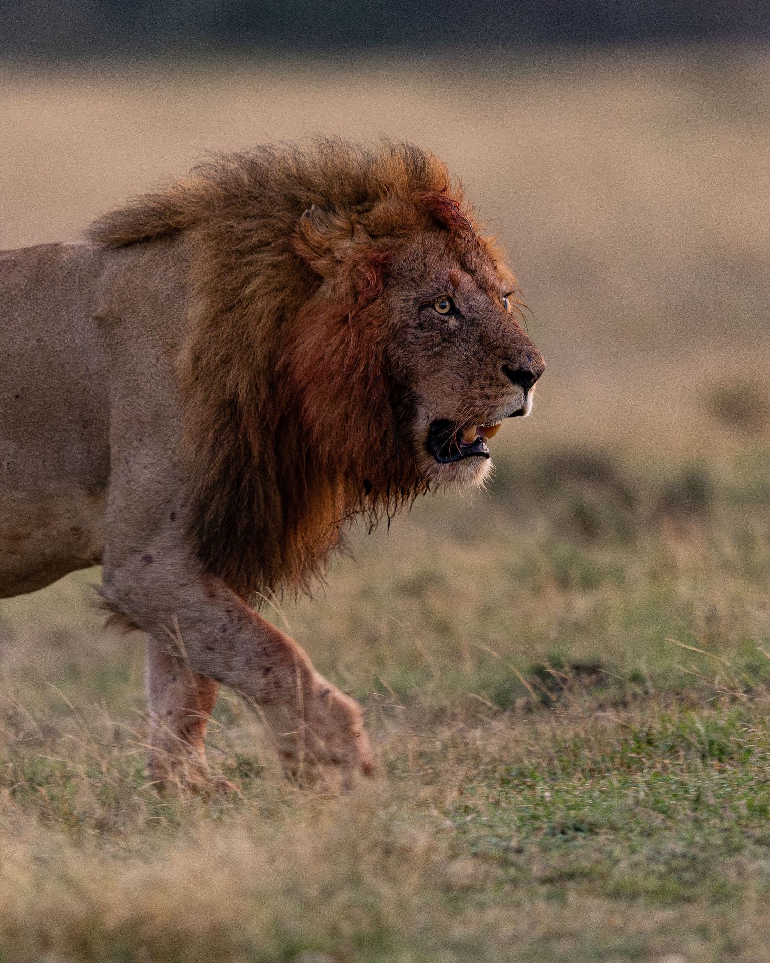 Male lion walking sequence showing movement across grassland terrain.