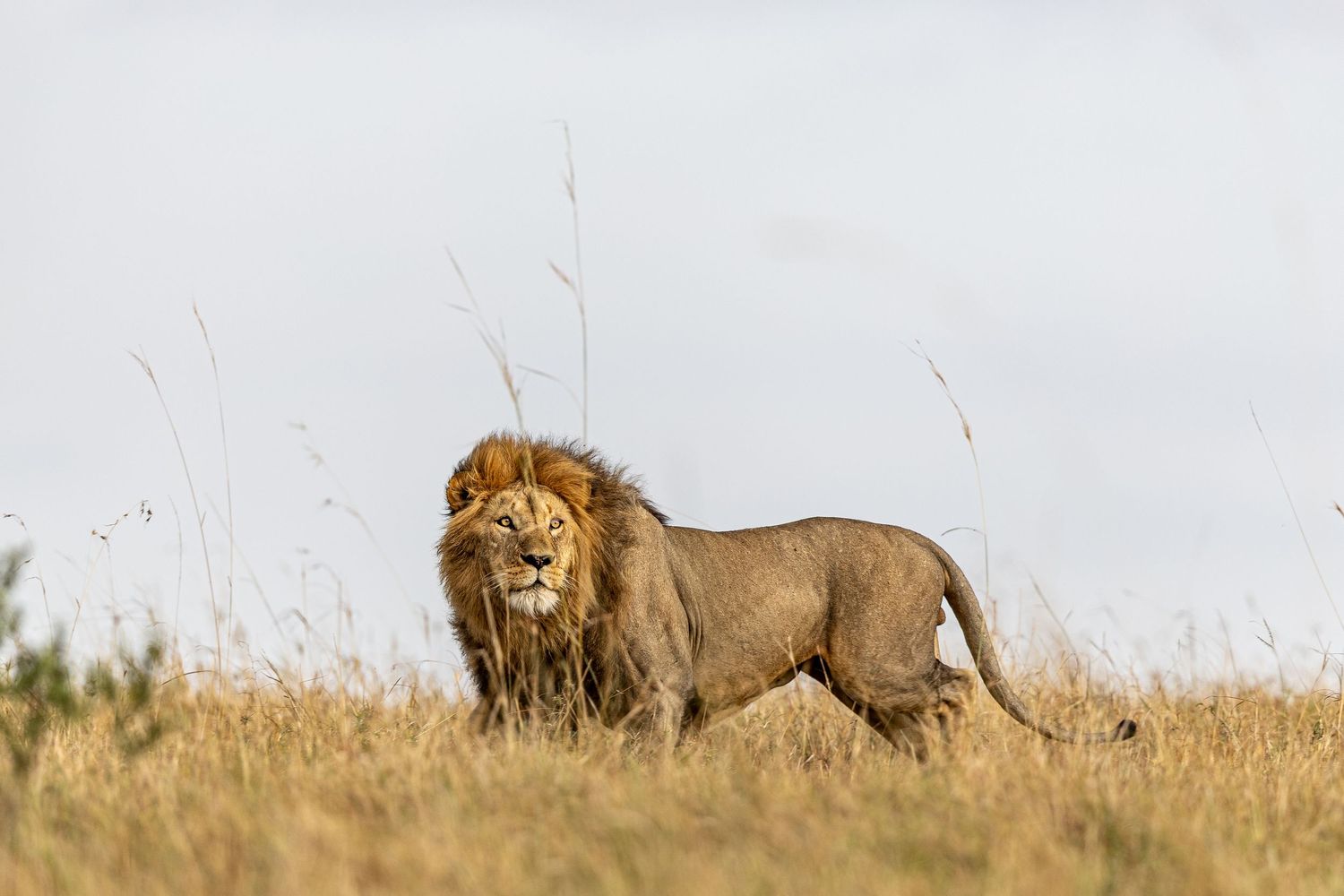 A majestic male lion with full mane stands alert in tall savanna grass against a bright sky.