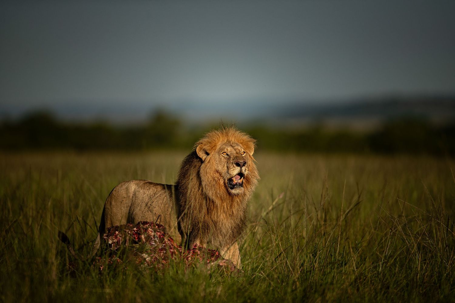 A male lion with a majestic mane sits alert in tall grass on the African savanna at sunset.