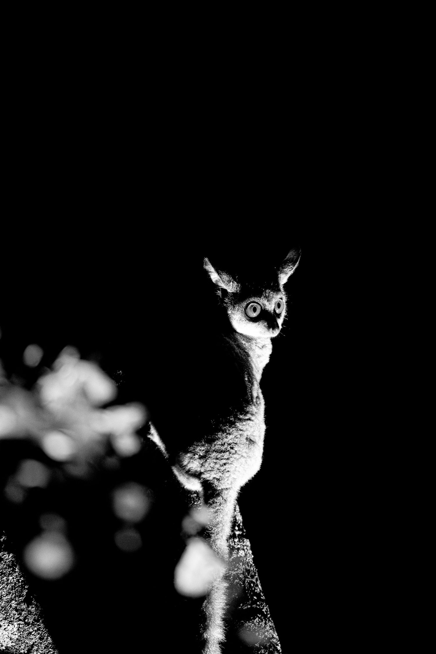 High contrast black and white portrait of an alert deer with visible bokeh effects.
