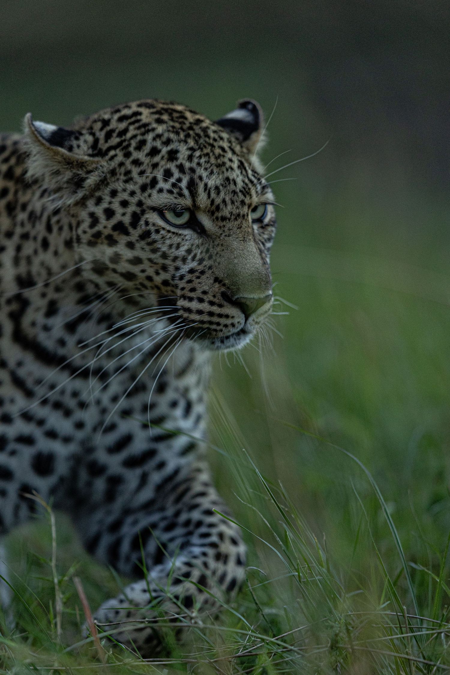 Close-up profile views of a leopard's spotted face against a blurred green background.