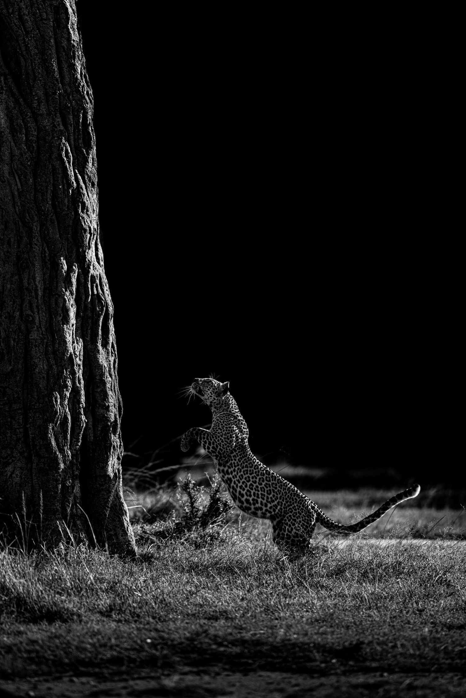 Leopard stretching against a tree trunk in dramatic black and white lighting.