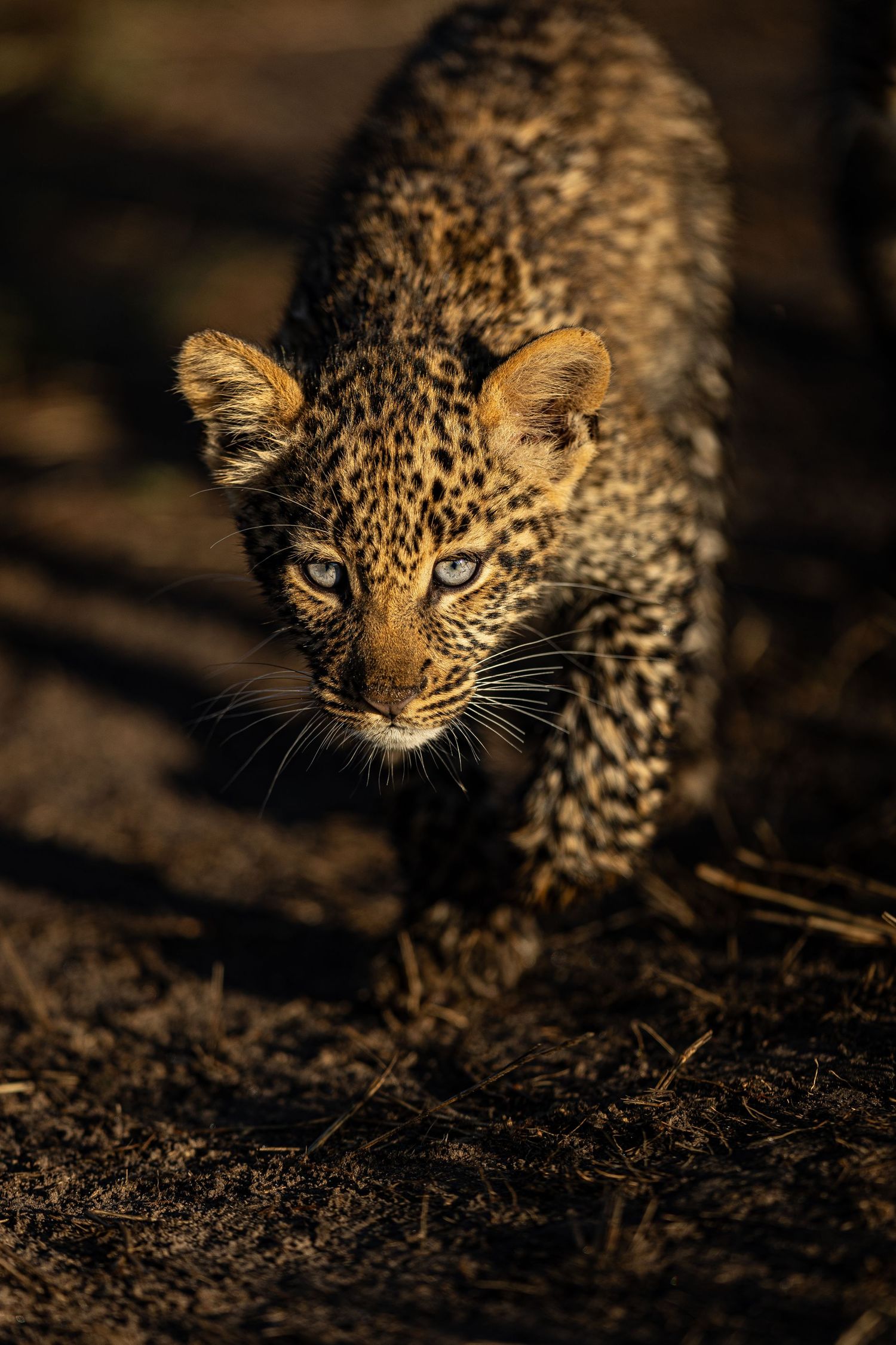 A leopard stalks through shadows with intense focus, highlighting its spotted coat pattern.