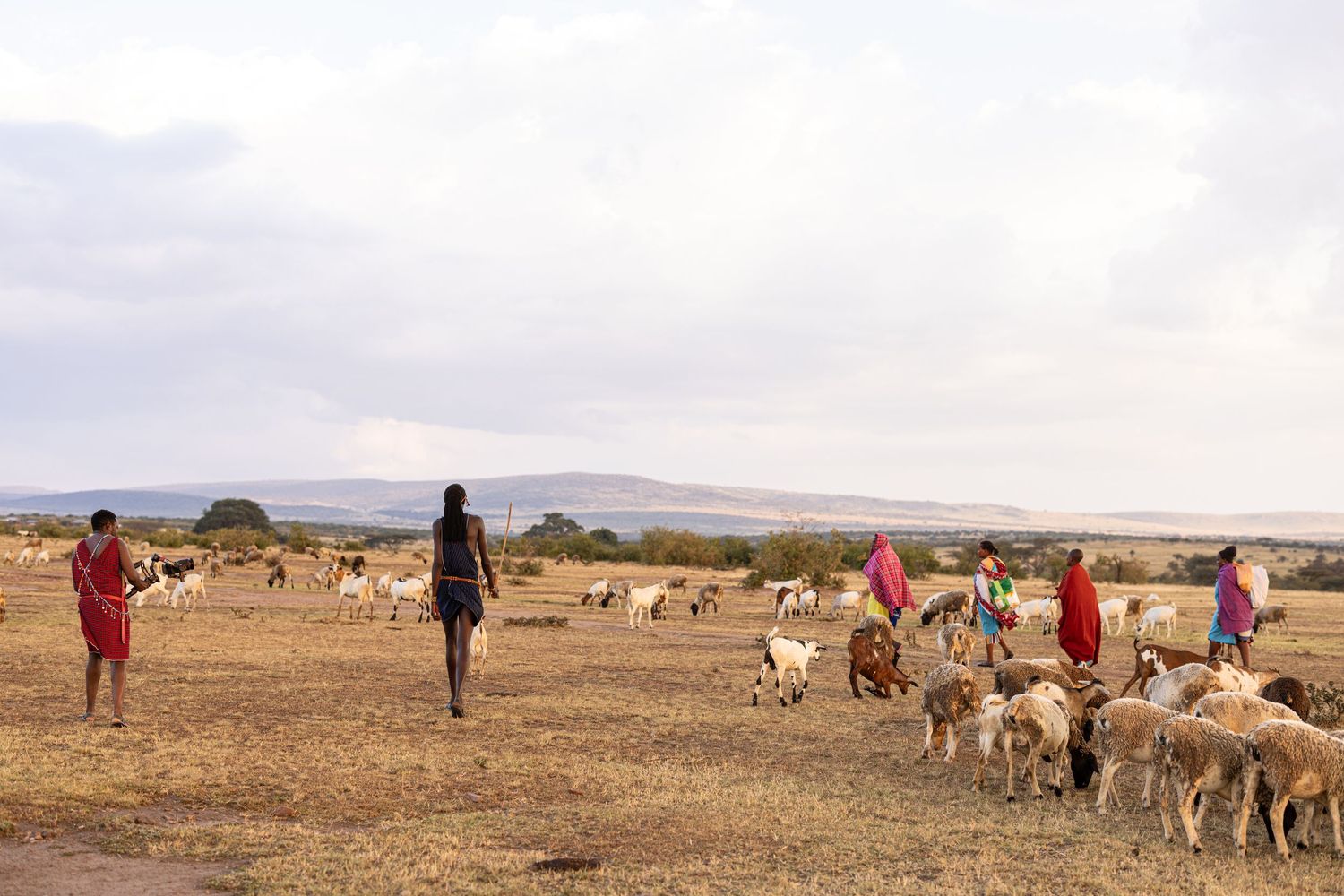 Maasai herders in red robes tending goats and sheep on dry African savanna plains under cloudy sky.