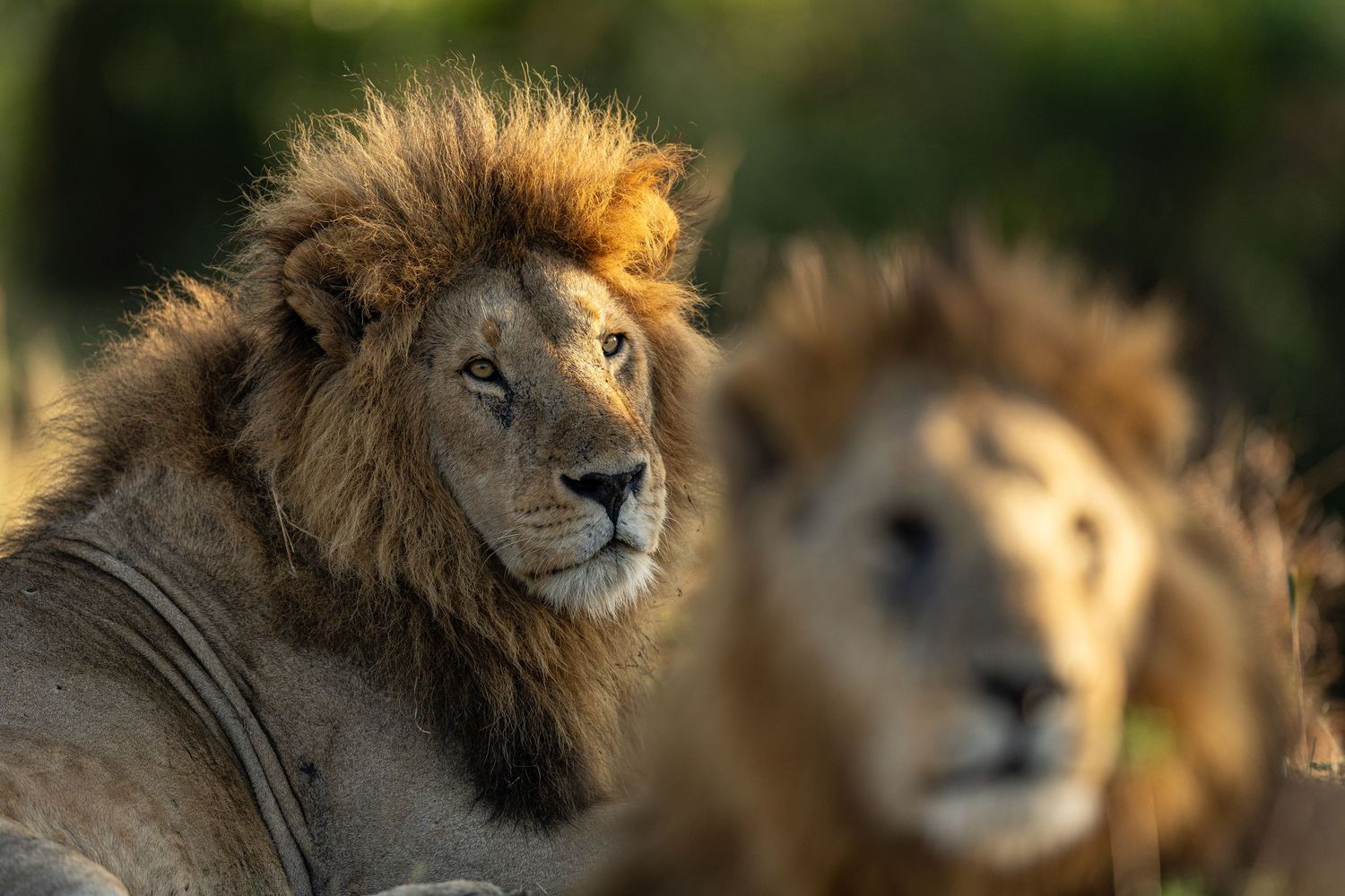 Close-up portraits of male lions with majestic manes in golden light.