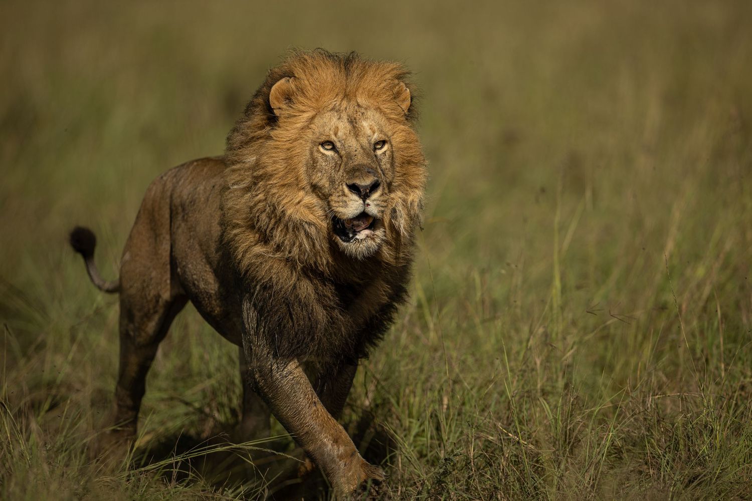A majestic male lion stalking through tall grass in the African savanna with focused intensity.
