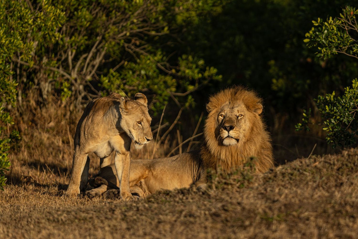 Three African lions rest together in golden sunlight on dry ground surrounded by green vegetation.