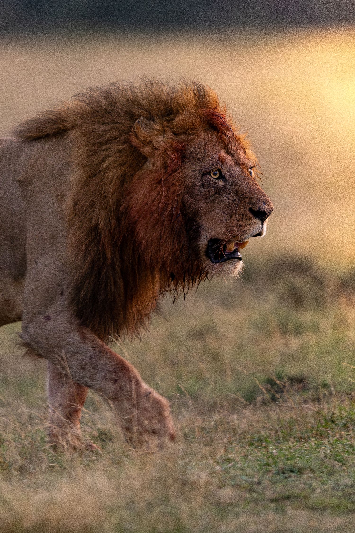 Series of shots showing a male lion moving through grassland at golden hour.