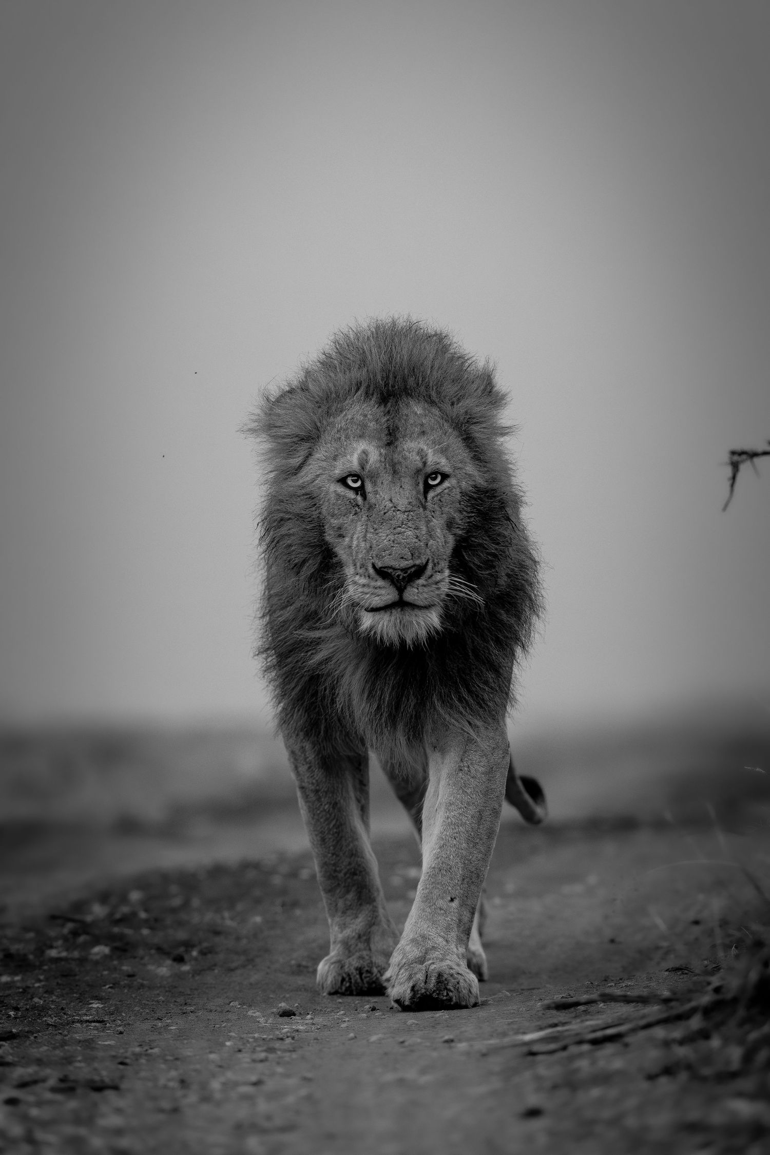Dramatic black and white photograph of a male lion walking directly towards the camera.