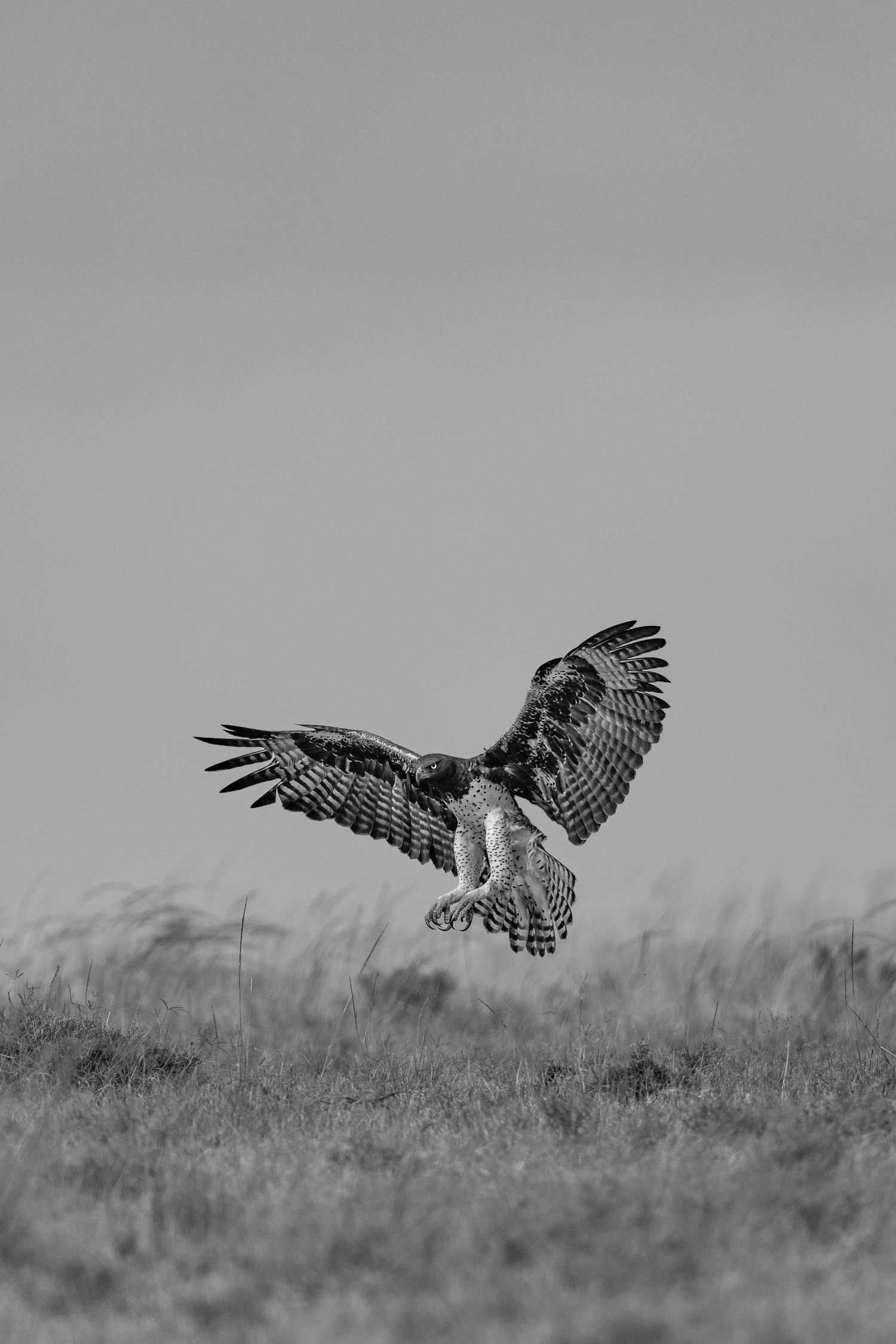 Sequence of an owl landing in grassland shown in multiple exposure black and white photography.