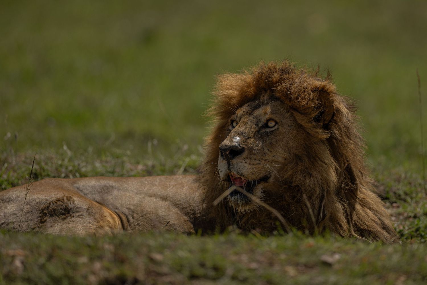 A majestic male lion rests in the grass while looking off into the distance with an alert expression.
