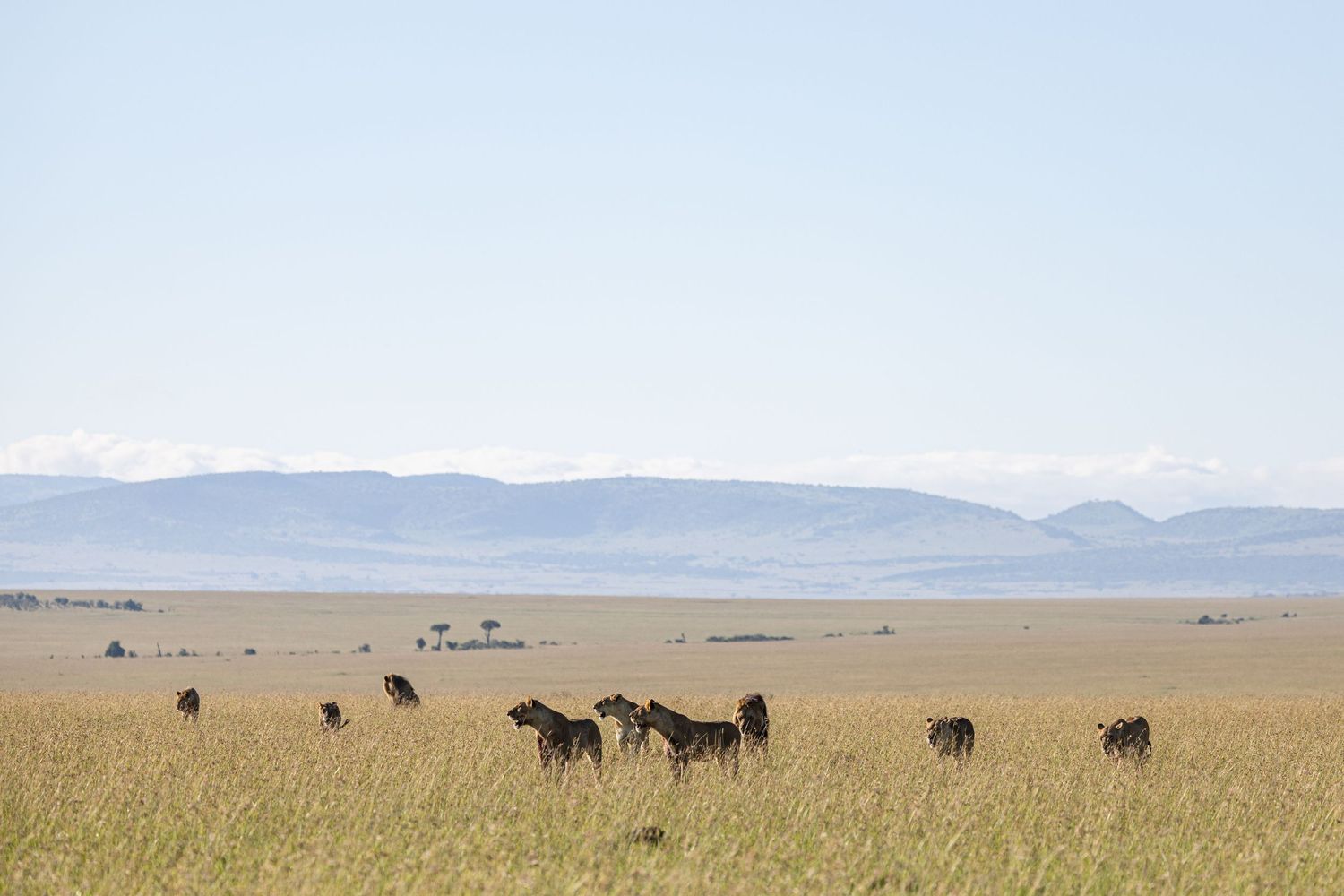 Wild horses graze peacefully on the vast grassland plains with mountains visible in the distant horizon.