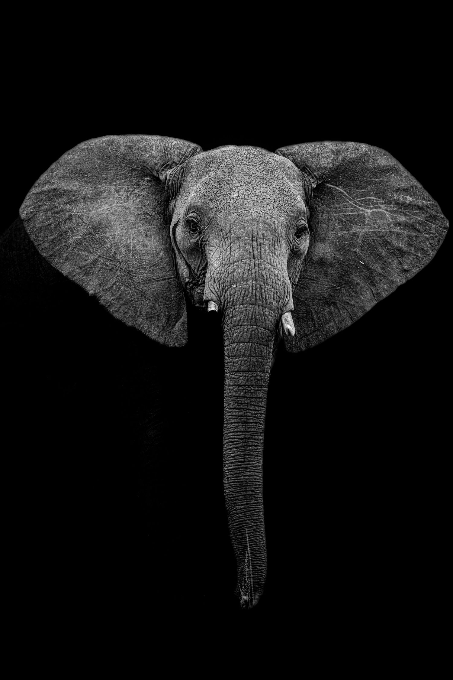 Four black and white photographs of African elephants' faces showing their distinctive large ears and trunks against dark backgrounds.
