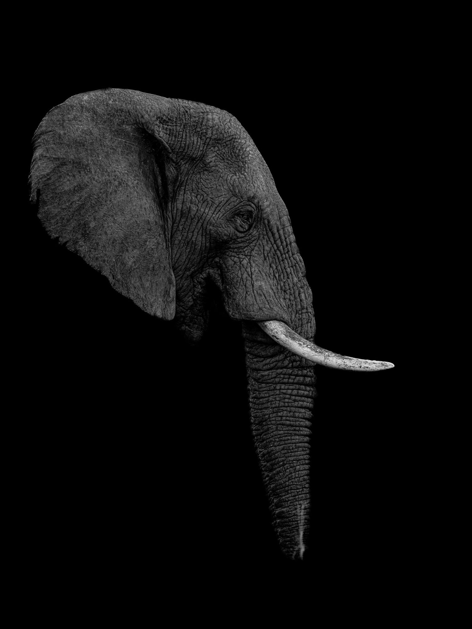 Side profile of an African elephant's head and tusks against a dark background.