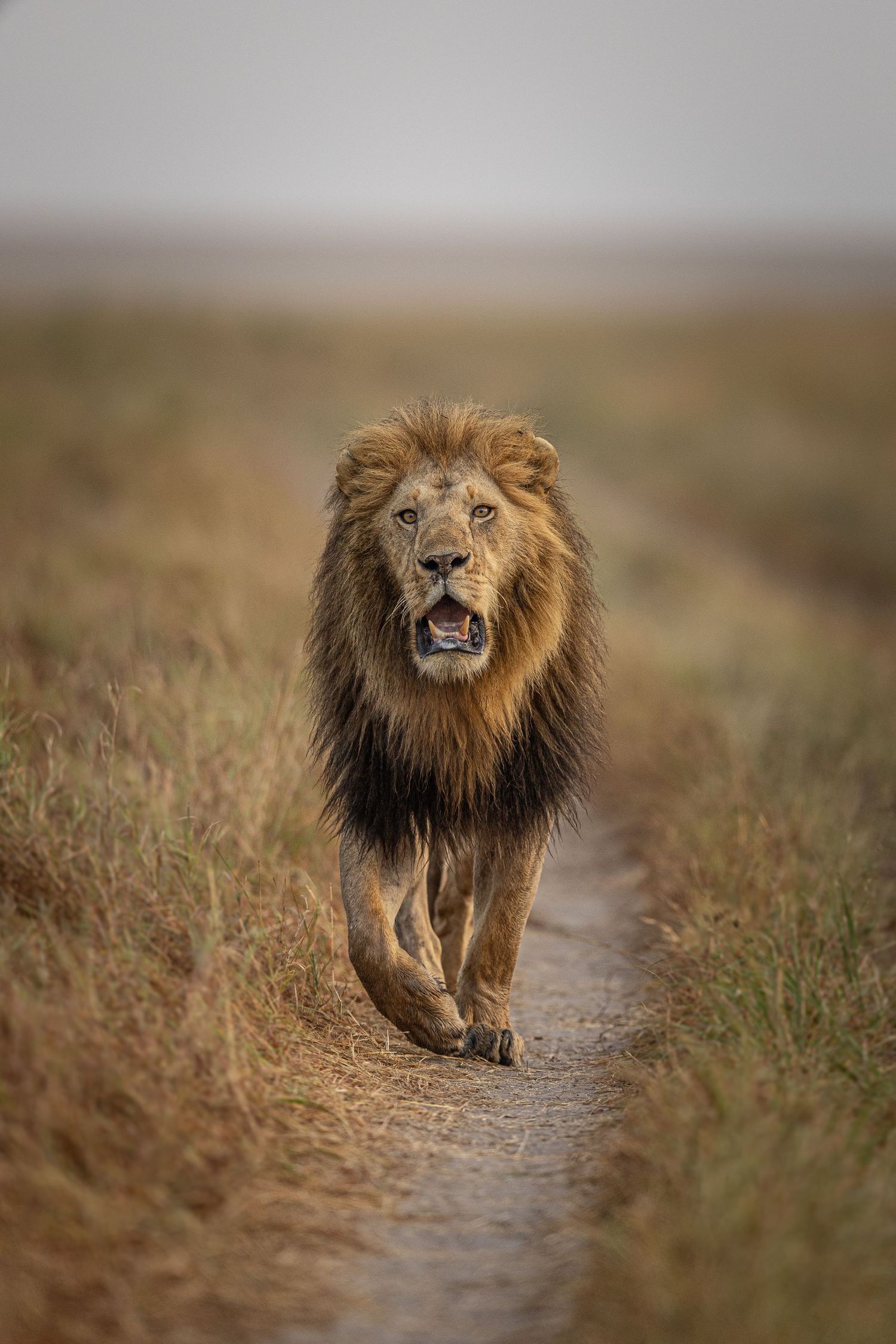 A majestic male lion with a dark mane walks along a dirt path in the African savanna.