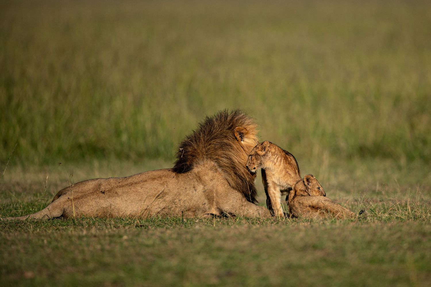 A pride of lions resting together on the grassy savanna during a sunny day.