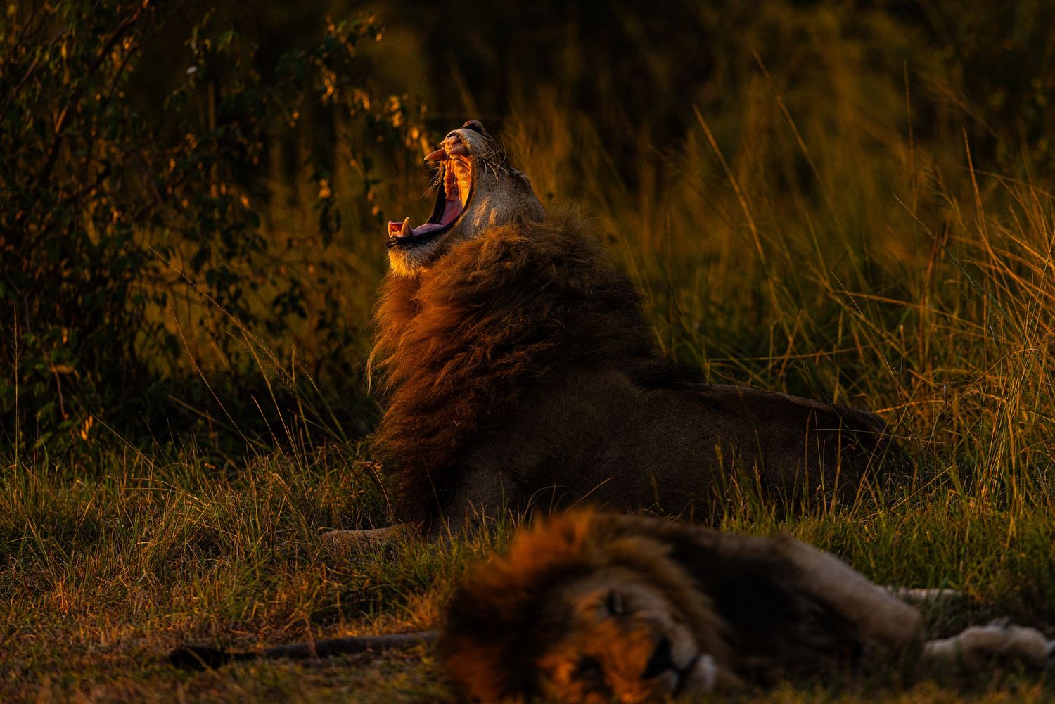 A silhouetted fox stands alert in golden sunlight during sunset in a natural outdoor setting.