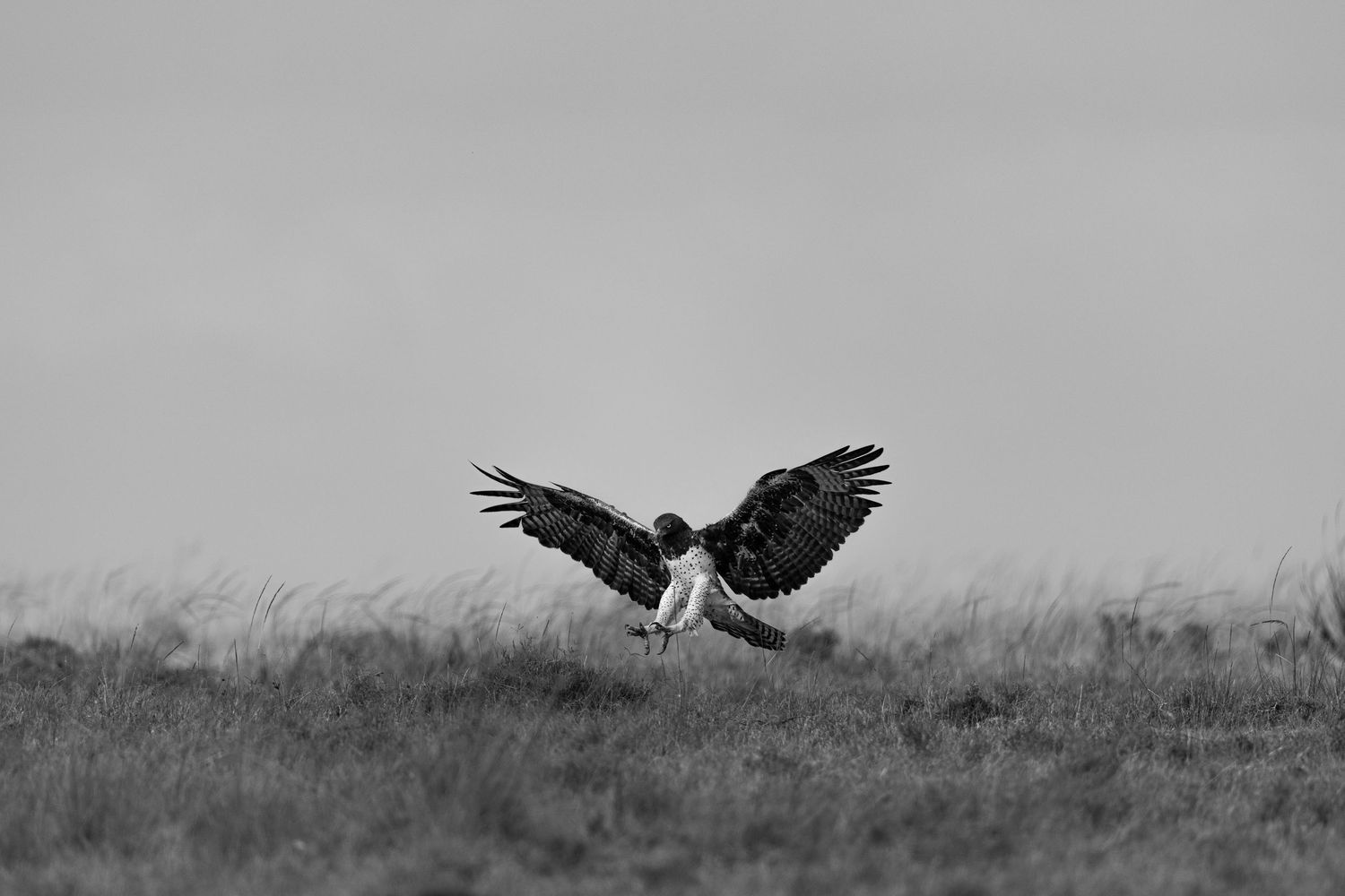 A sequence of black and white photos showing an eagle swooping down to catch its prey in a grassy field.