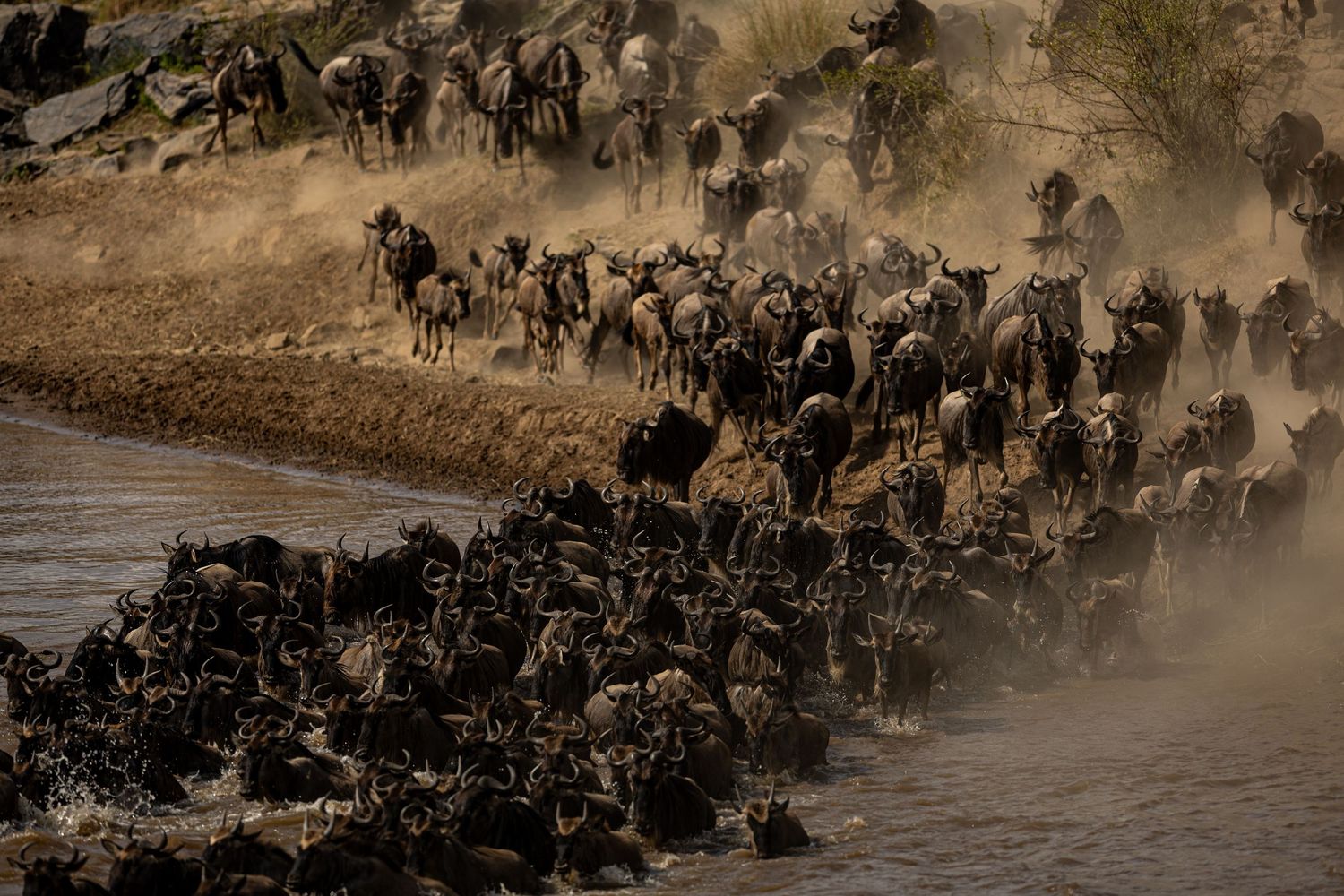 Large herd of wildebeest creating dust clouds during migration across African plains.
