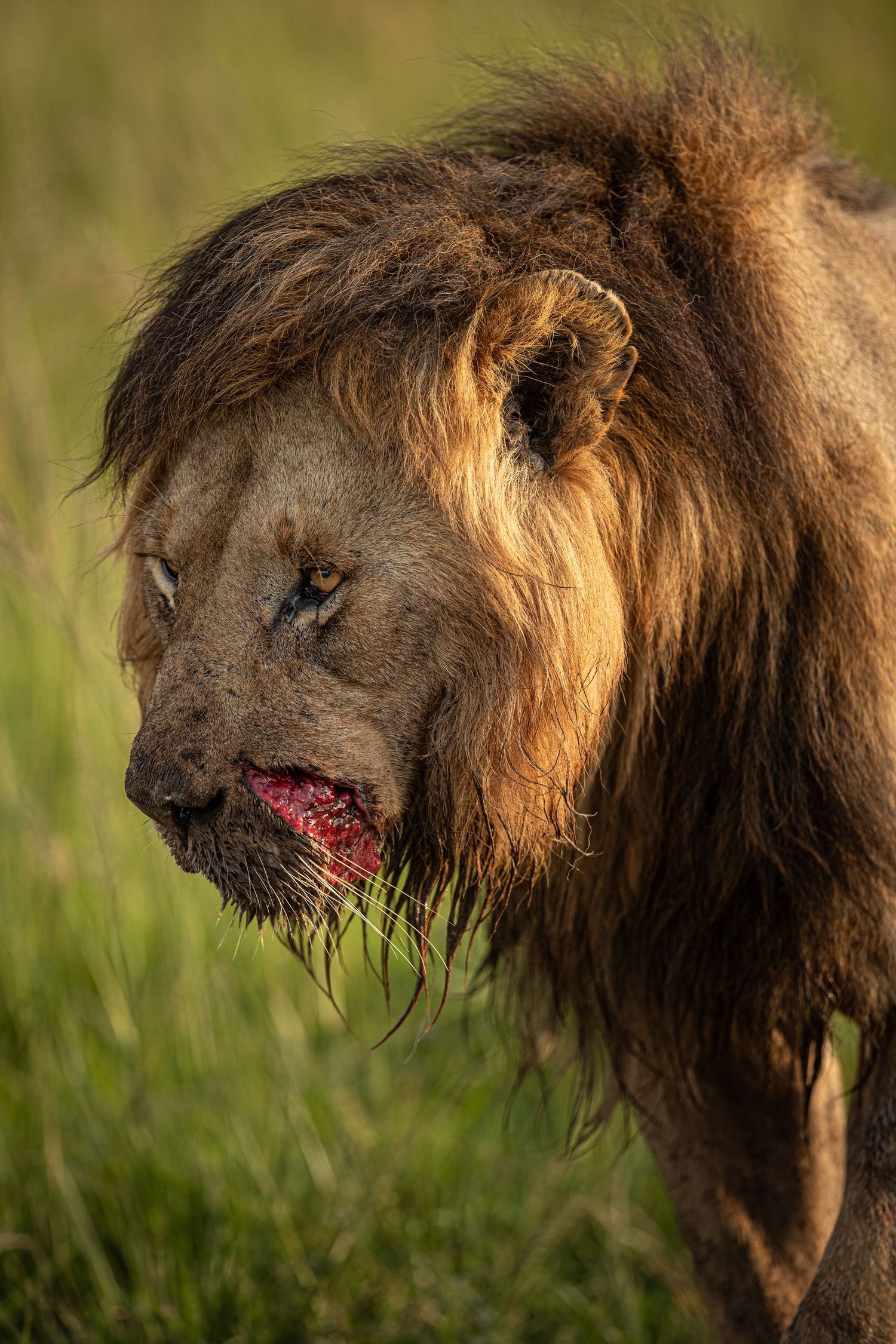 A male lion with blood on its muzzle and a dark mane stands in tall grass during golden hour lighting.
