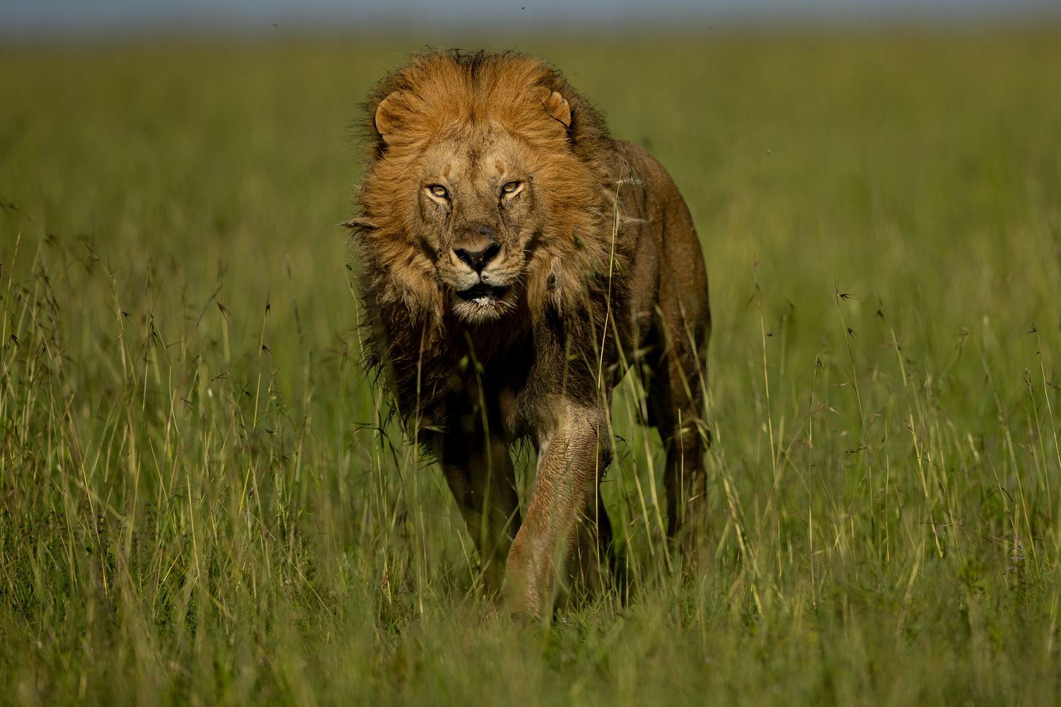 Majestic male lion with thick mane walking through tall green grass in African savanna.