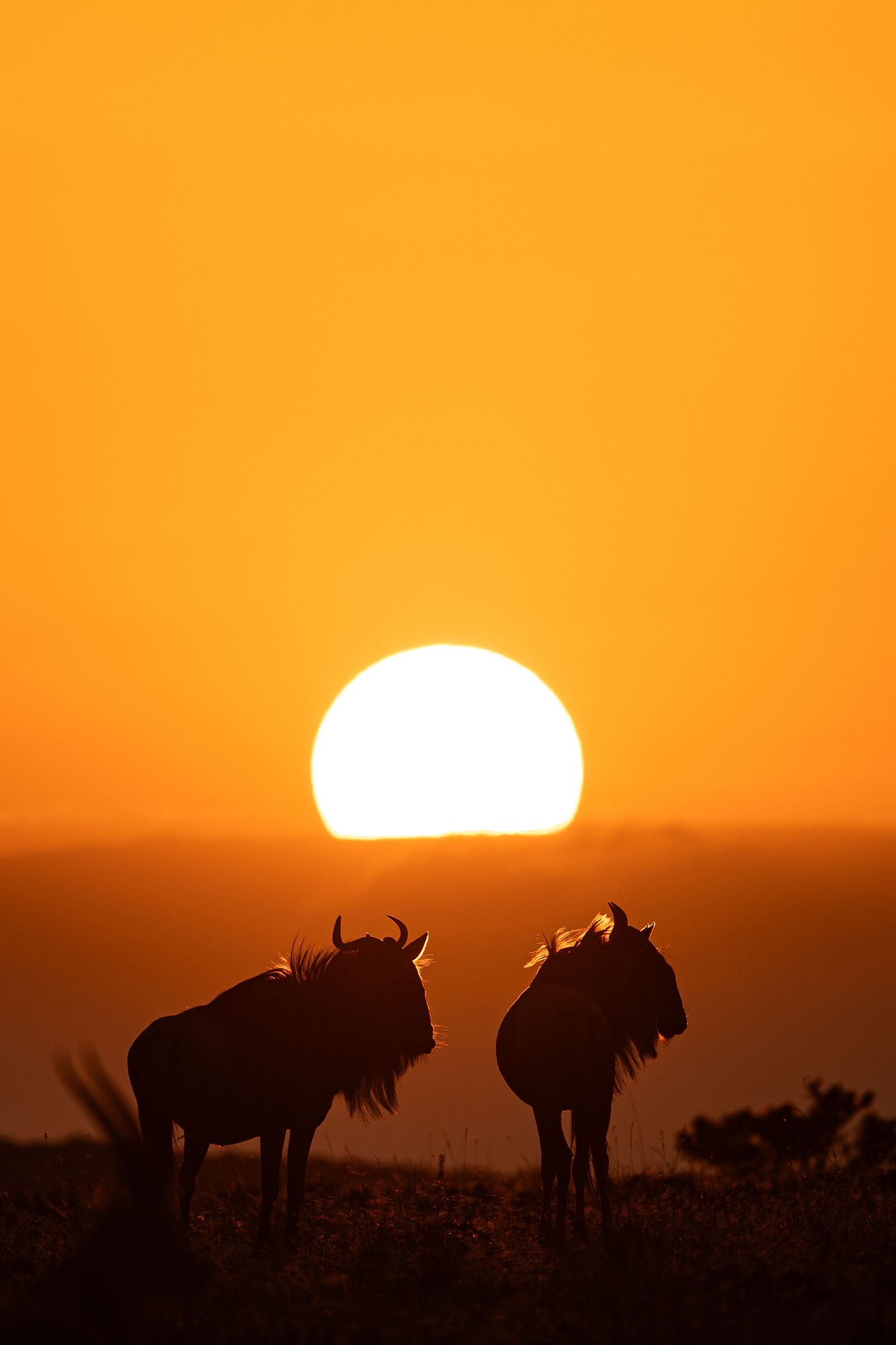 Silhouettes of wildebeest against an orange sunset sky with a setting sun.