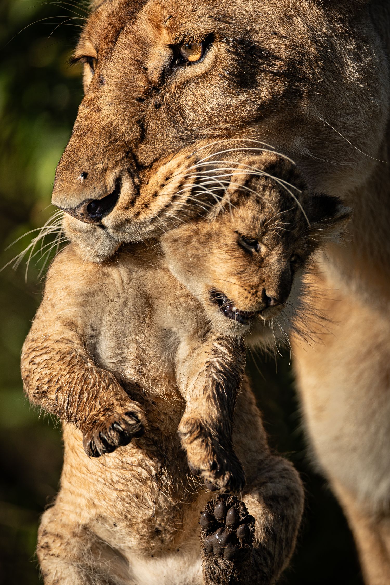 Two lionesses engaged in playful interaction during golden hour lighting.