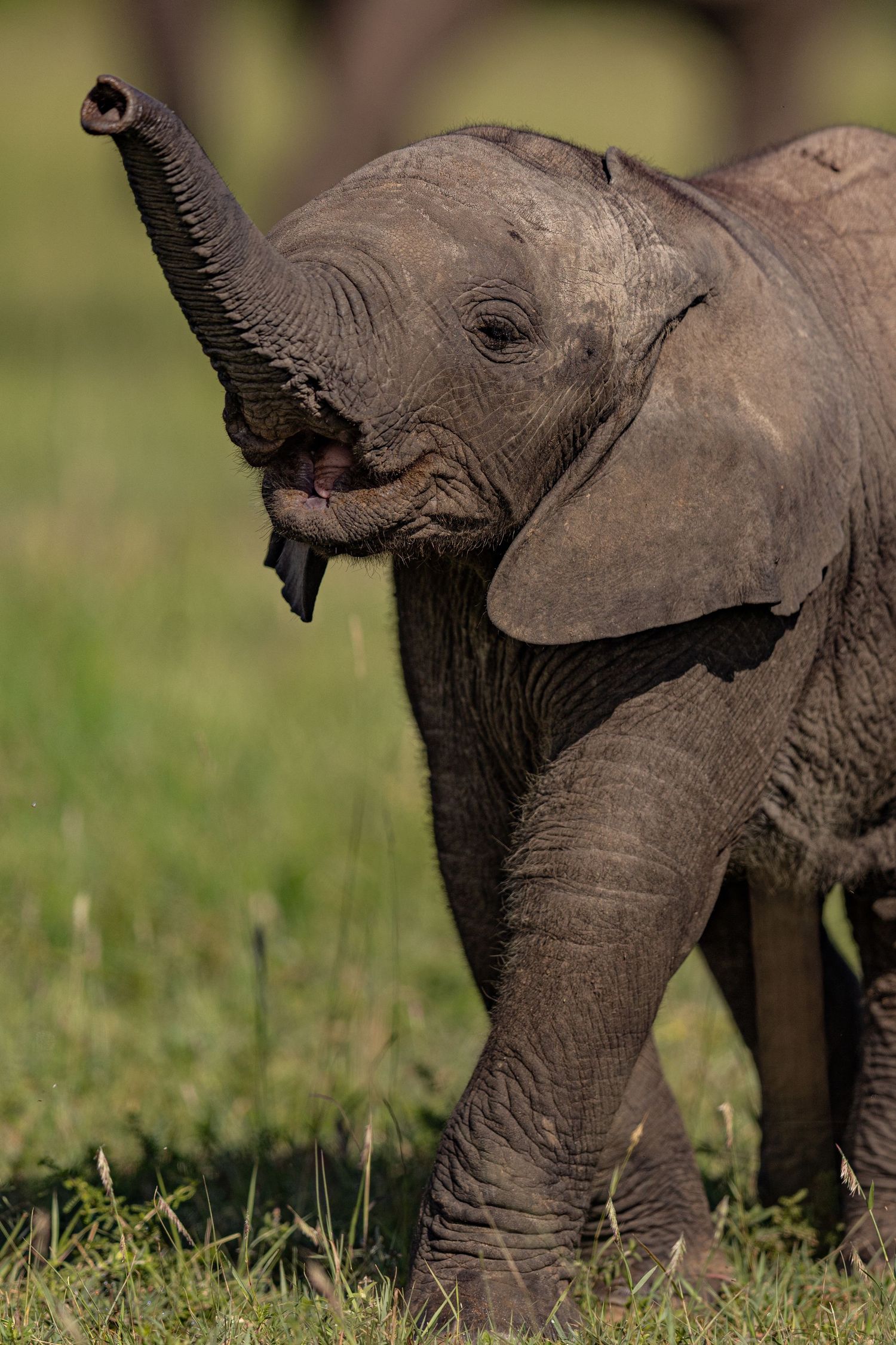 Baby elephant trunks and legs visible while grazing in green grass.