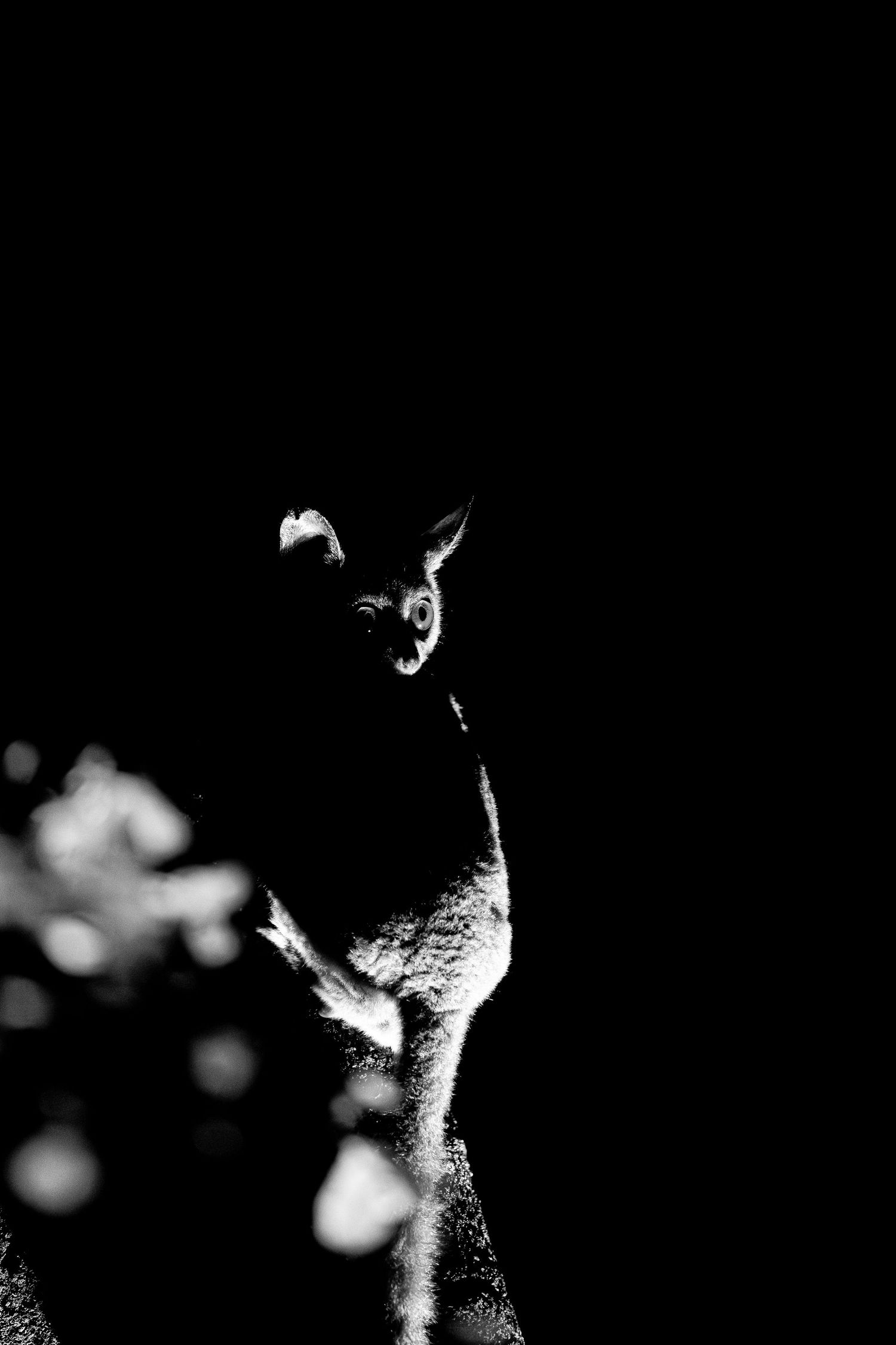 Close-up sequence of a serval cat's profile in dramatic black and white lighting.