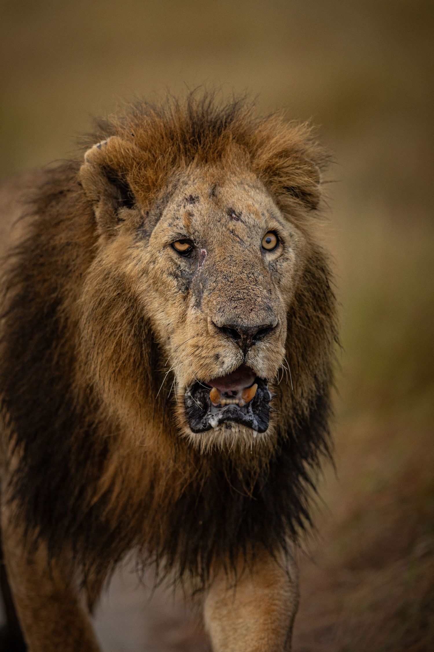 Close-up sequence of a battle-worn male lion's face showing scars and weathered features.