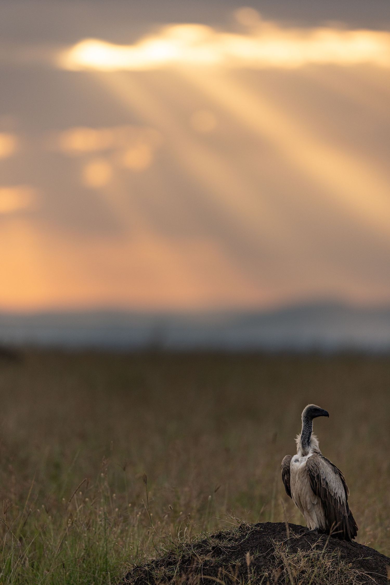 Vultures perch on the ground at sunset with dramatic rays of light breaking through clouds.