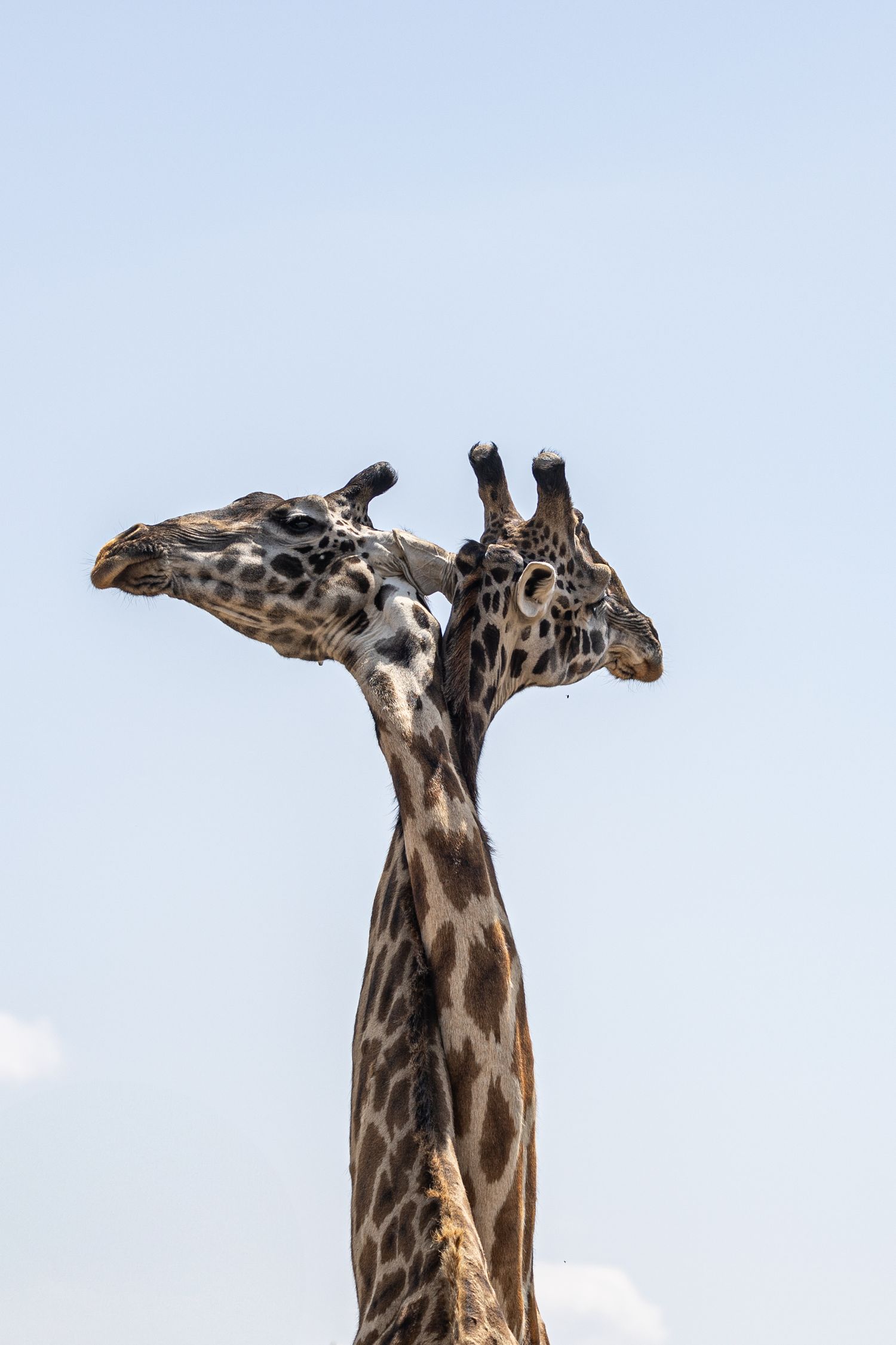 Two giraffes stretch their long necks together against a bright blue sky.