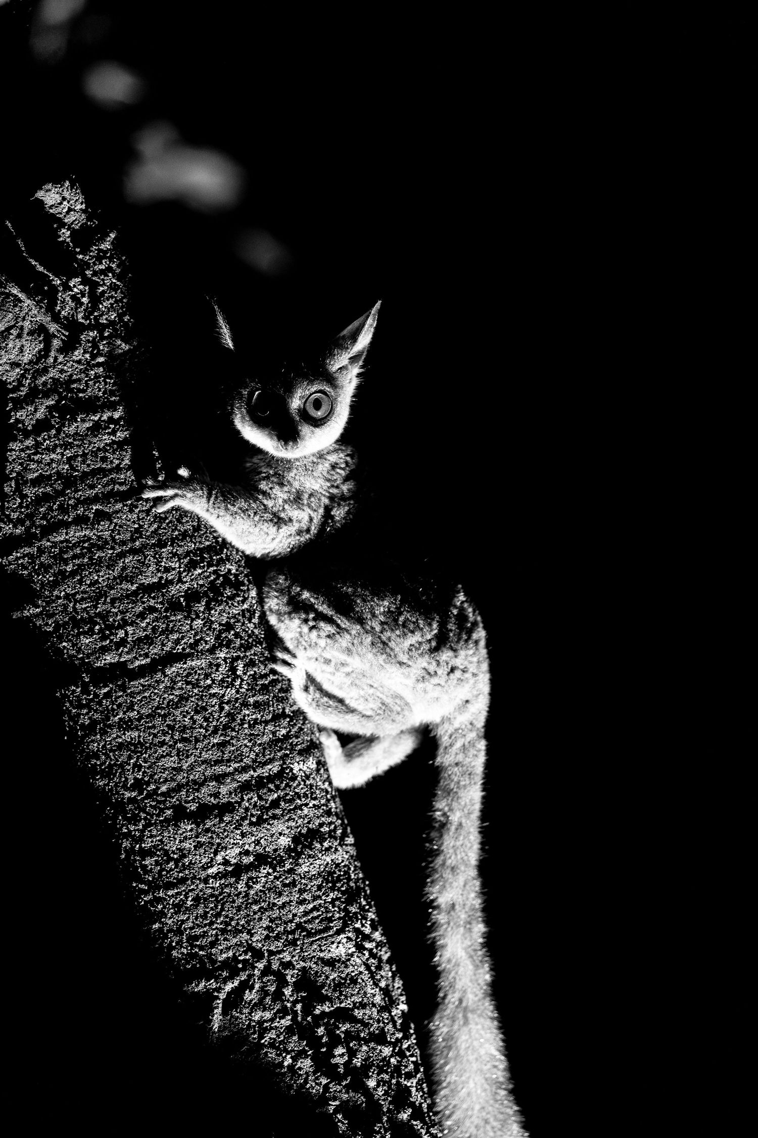 Dramatic black and white photo sequence of a climbing squirrel moving up a textured wall in the dark.