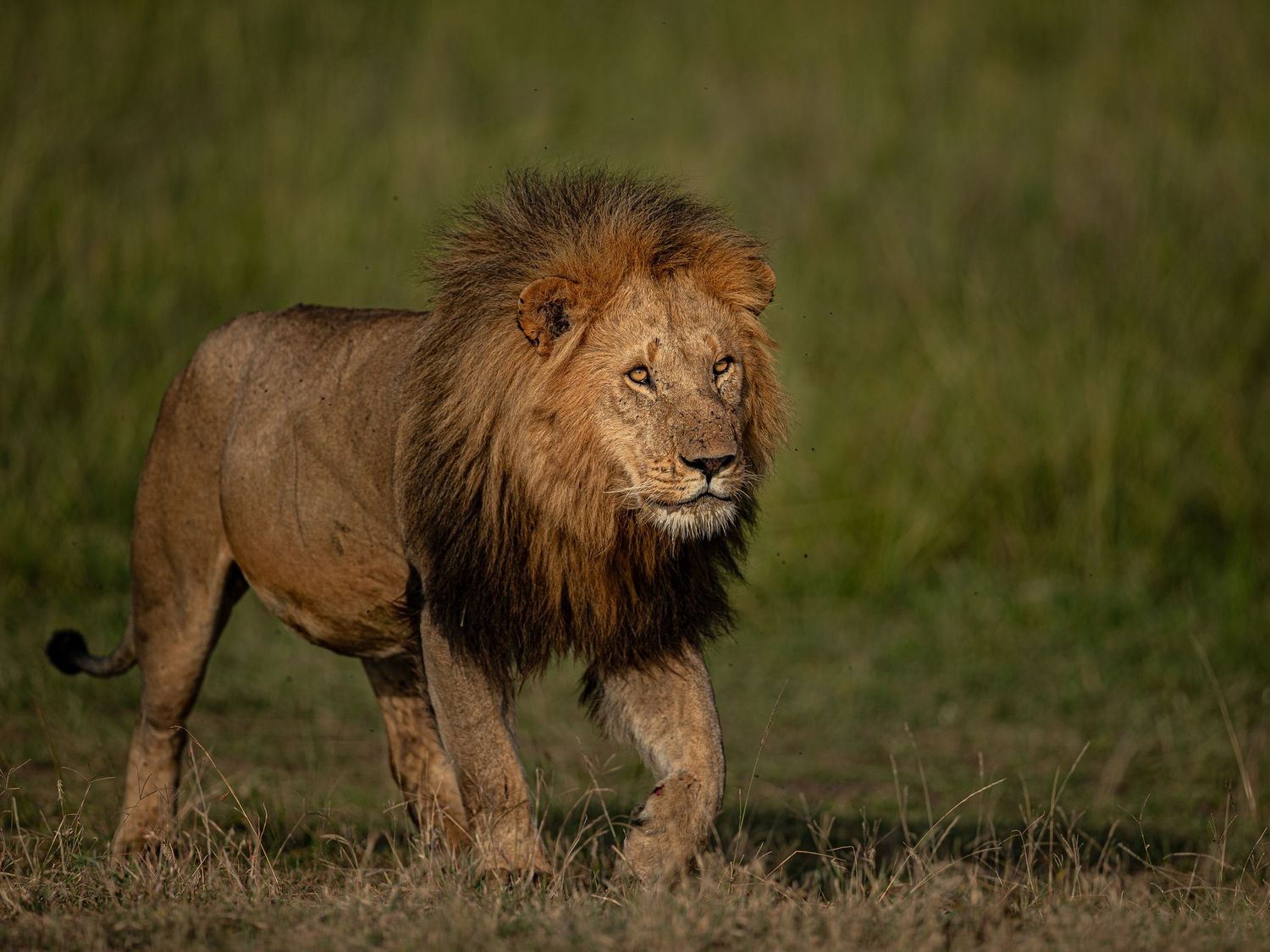 A majestic male lion with a brown mane walks through green grassland in a sequence of continuous motion shots.